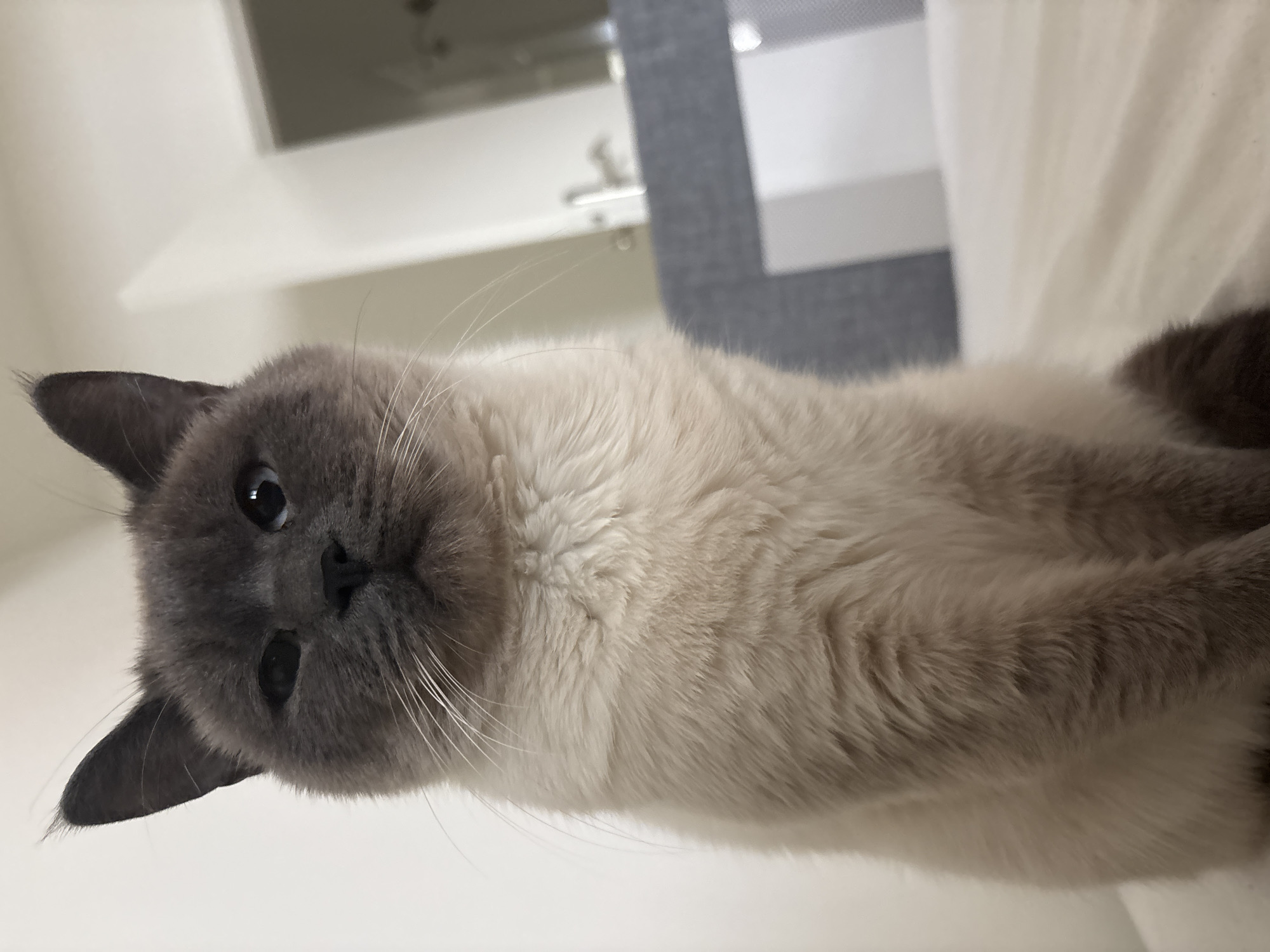 Cat rests indoors in Antwerp residence