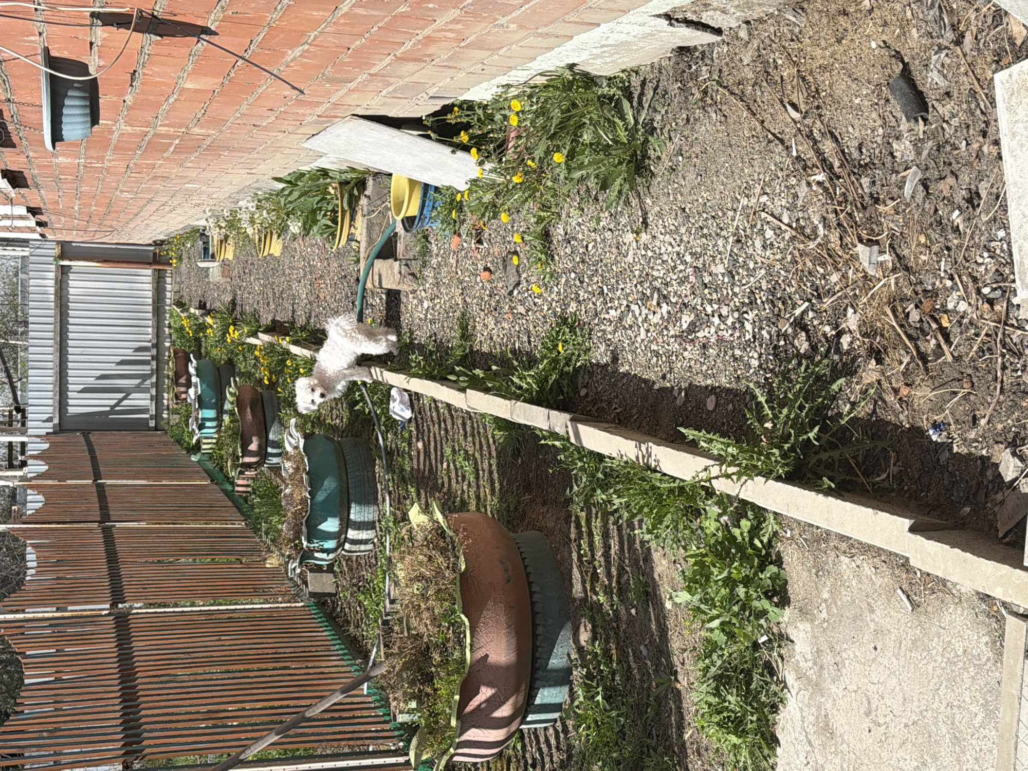 Residential walkway documented in Зуй, Russia backyard area