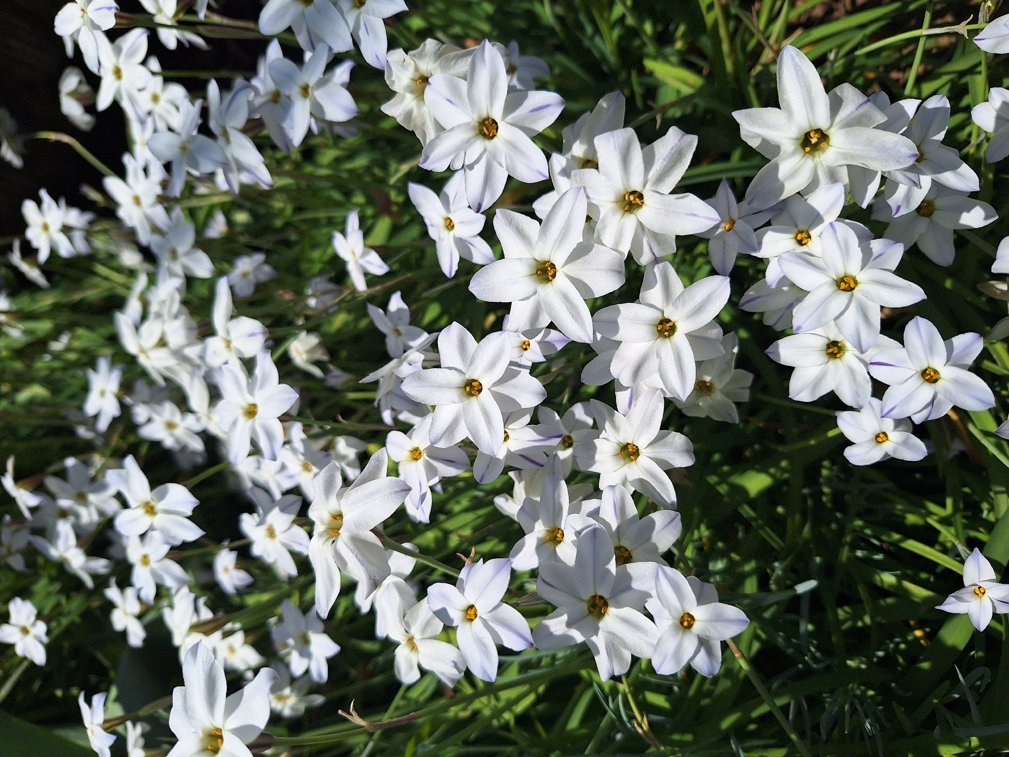 Spring Garden Flowers Documented in Montana, Bulgaria