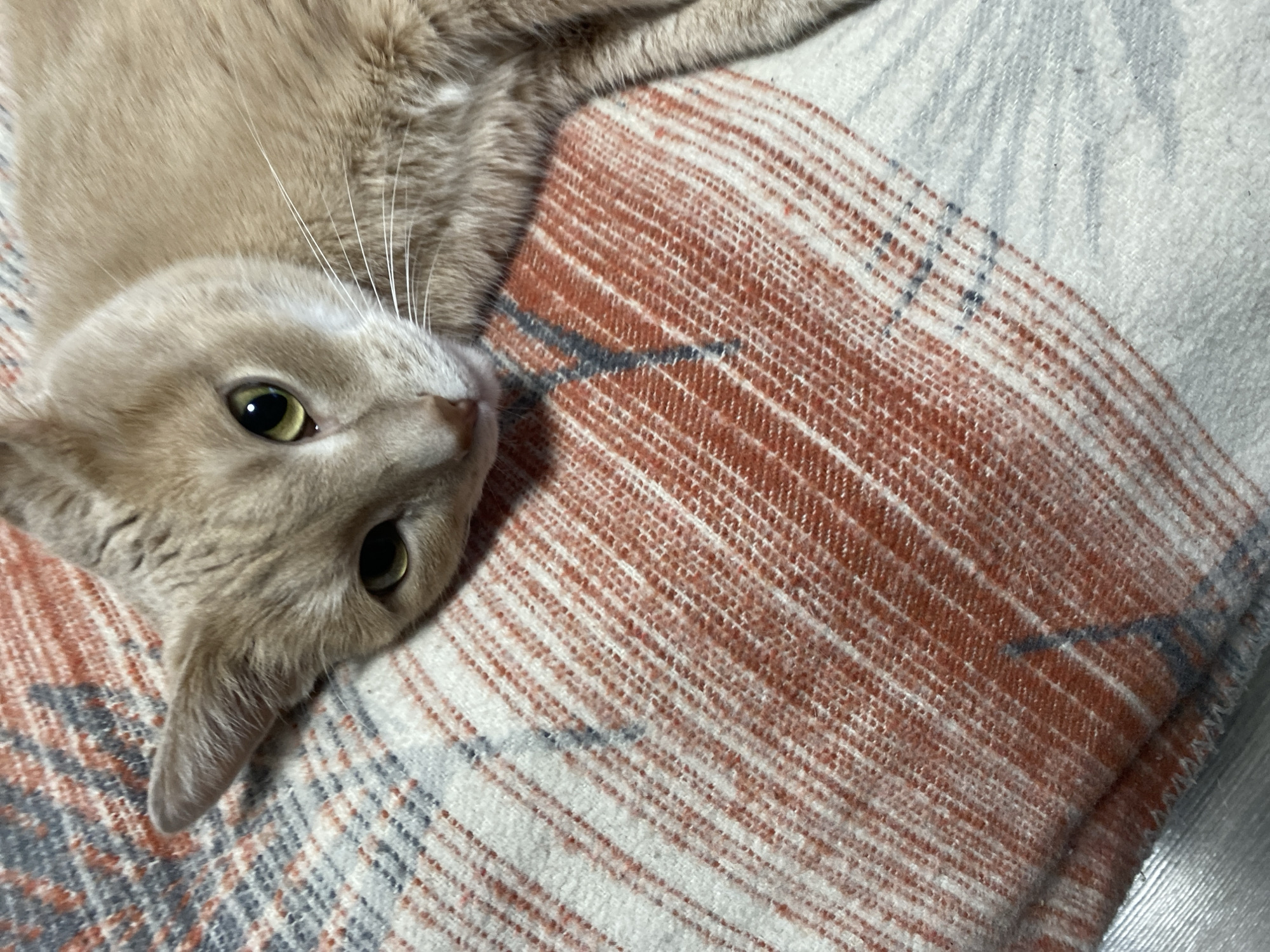 Cat photographed in multiple poses on striped blanket, Chaikovsky
