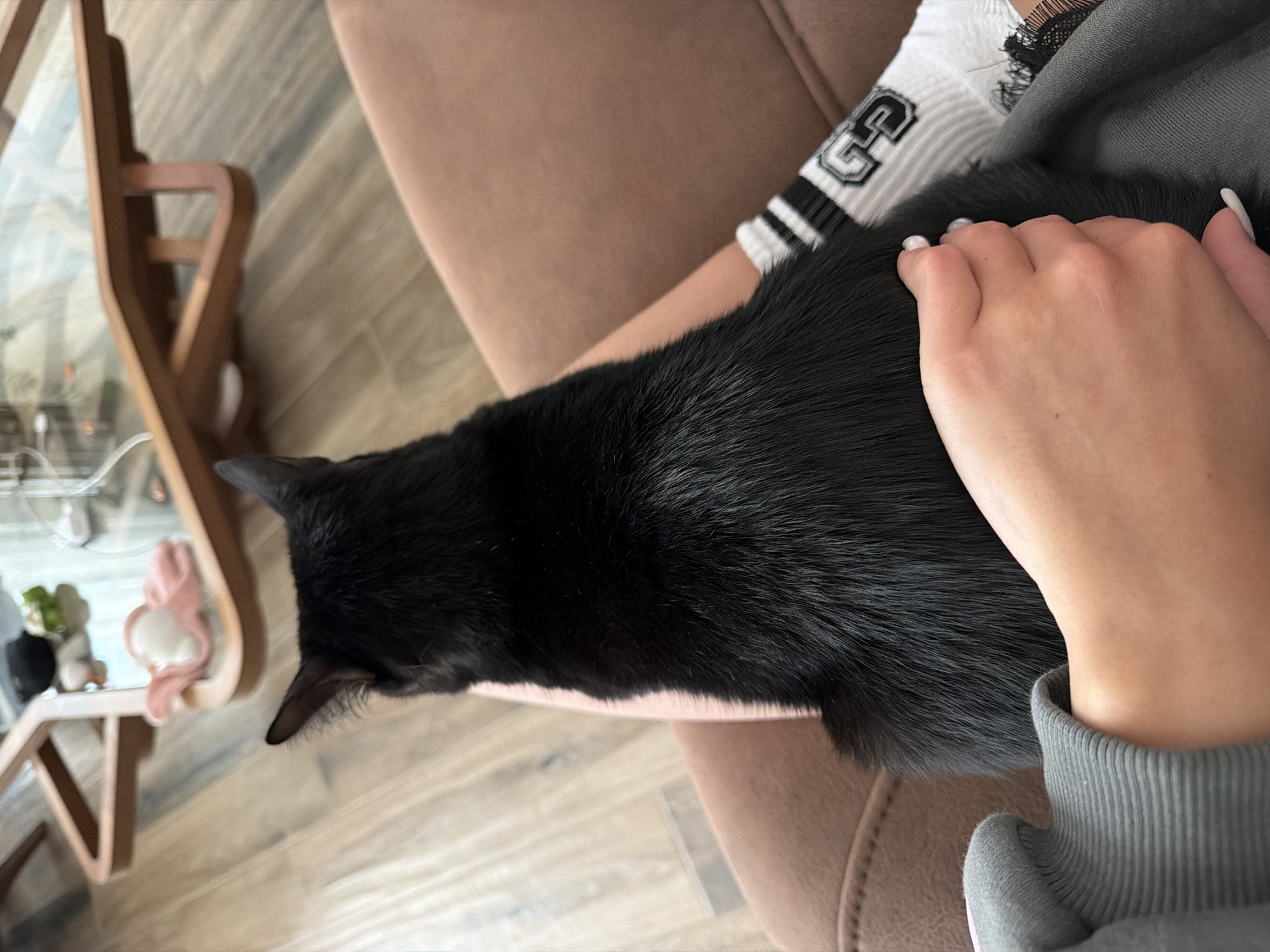 Black cat receives affection from owner in Gabrovo home