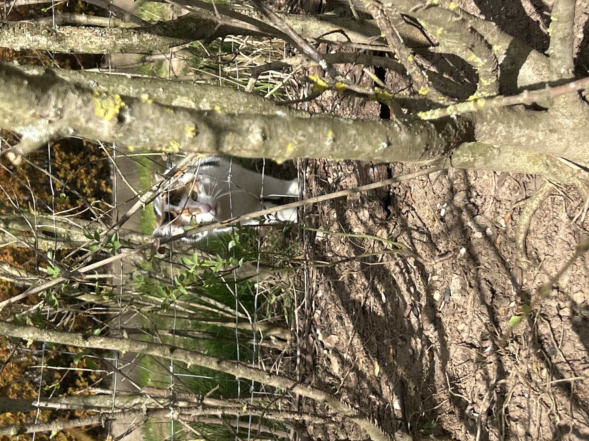 Calico cat spotted outdoors in Razlog, Bulgaria