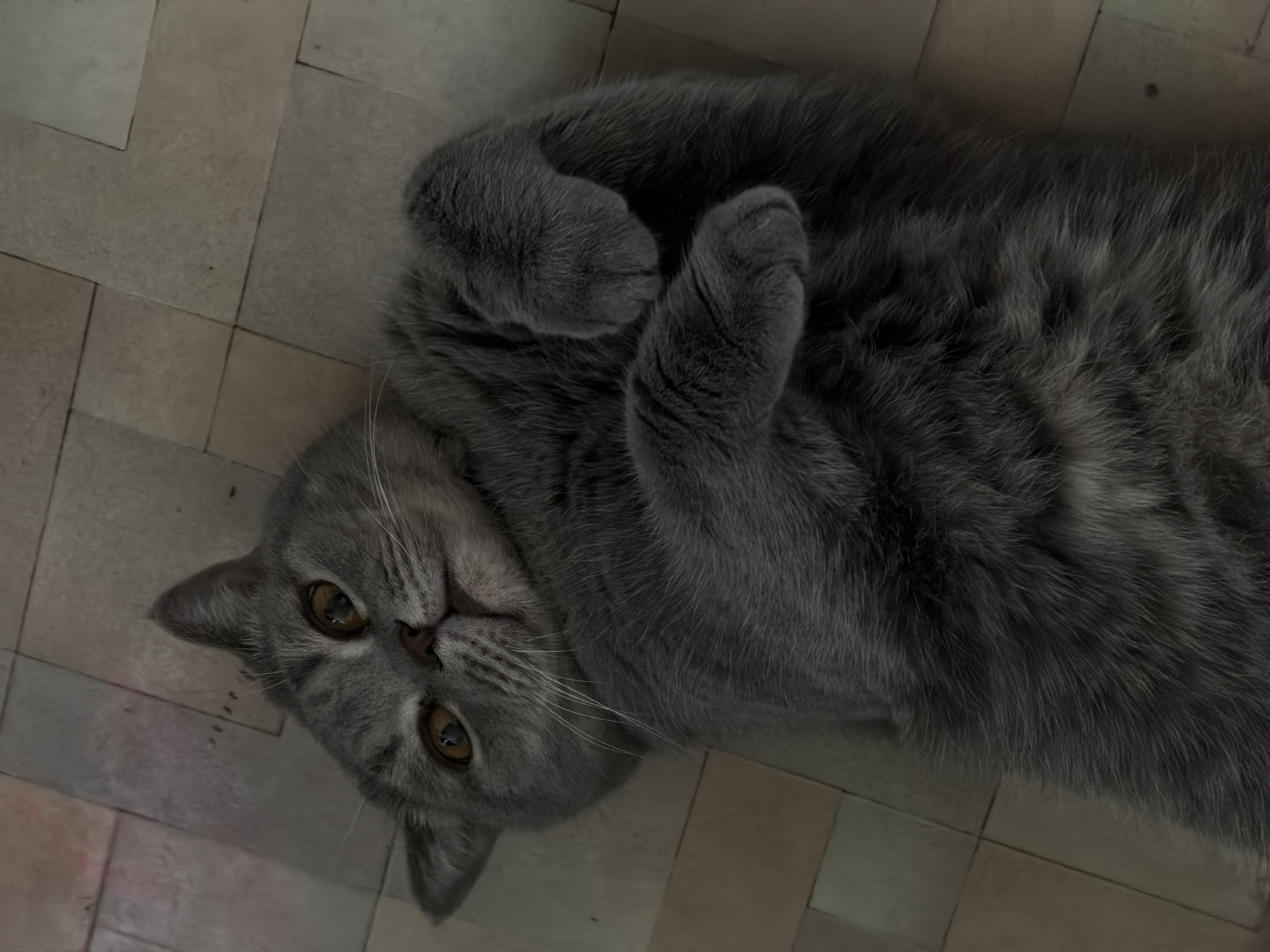 Gray cat photographed in playful poses on floors in Perm