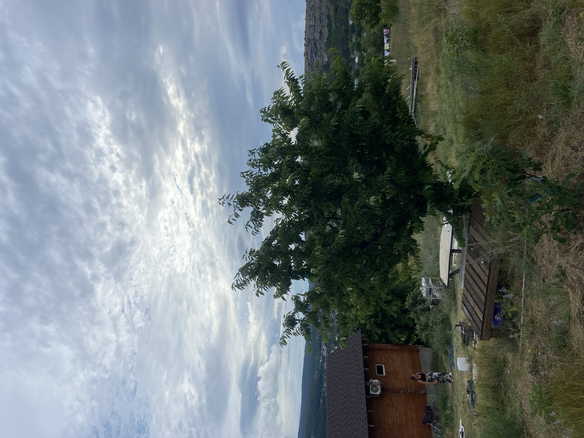 Rural village walk: landscape, fig trees, and wildflowers in Crimea