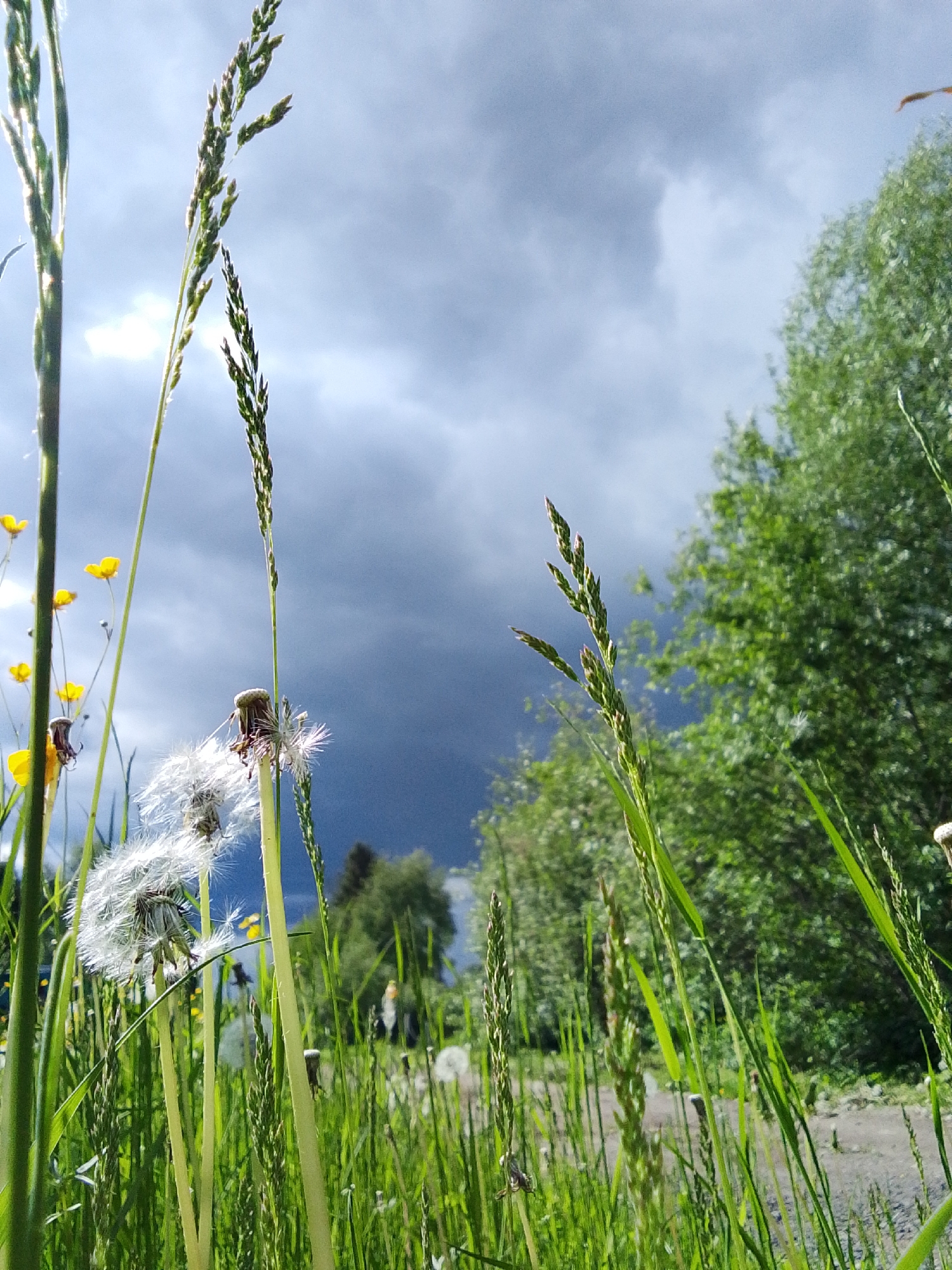 Rural Russia landscape observed as storm approaches dandelion field