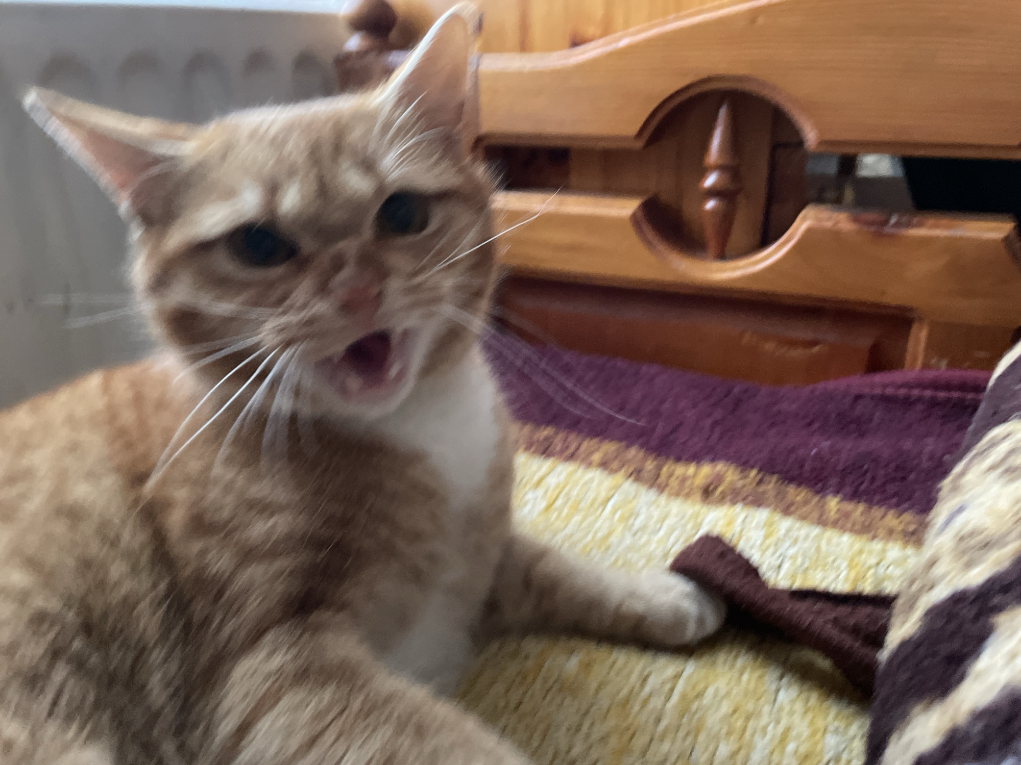 Orange tabby cat spotted on patterned blankets in Zlatograd
