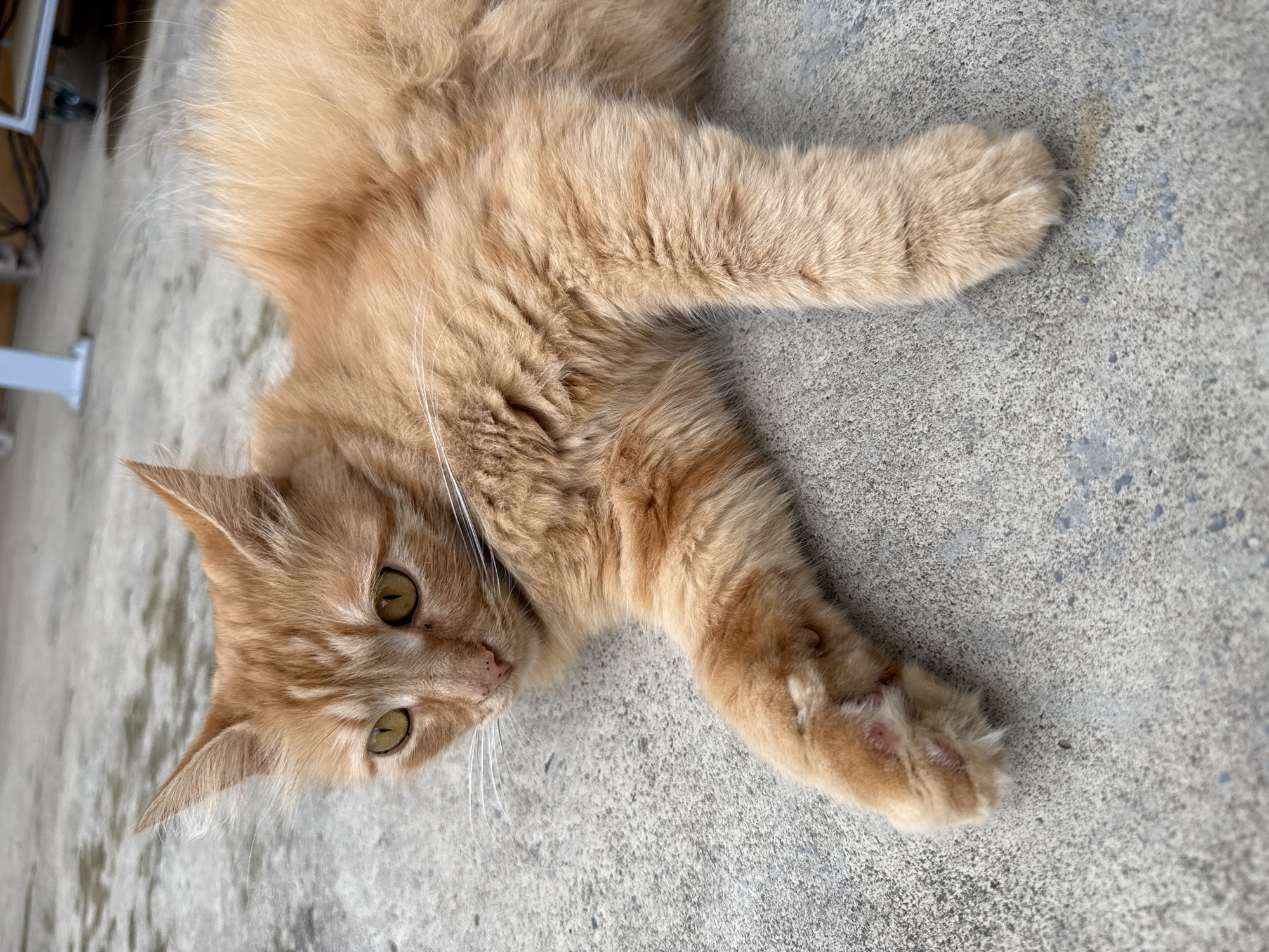 Border Collie and orange cat enjoy afternoon rest in Bulgaria