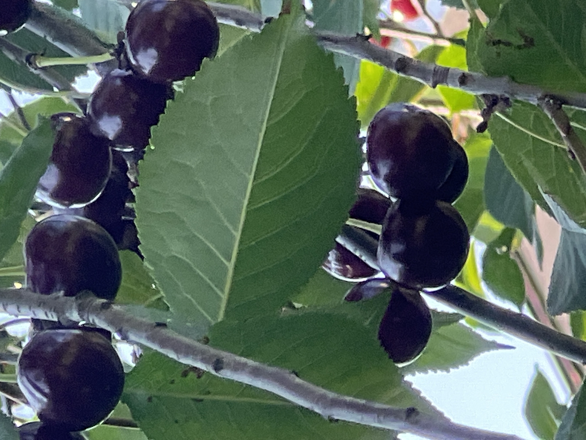 Midsummer afternoon in a Lopatino backyard garden