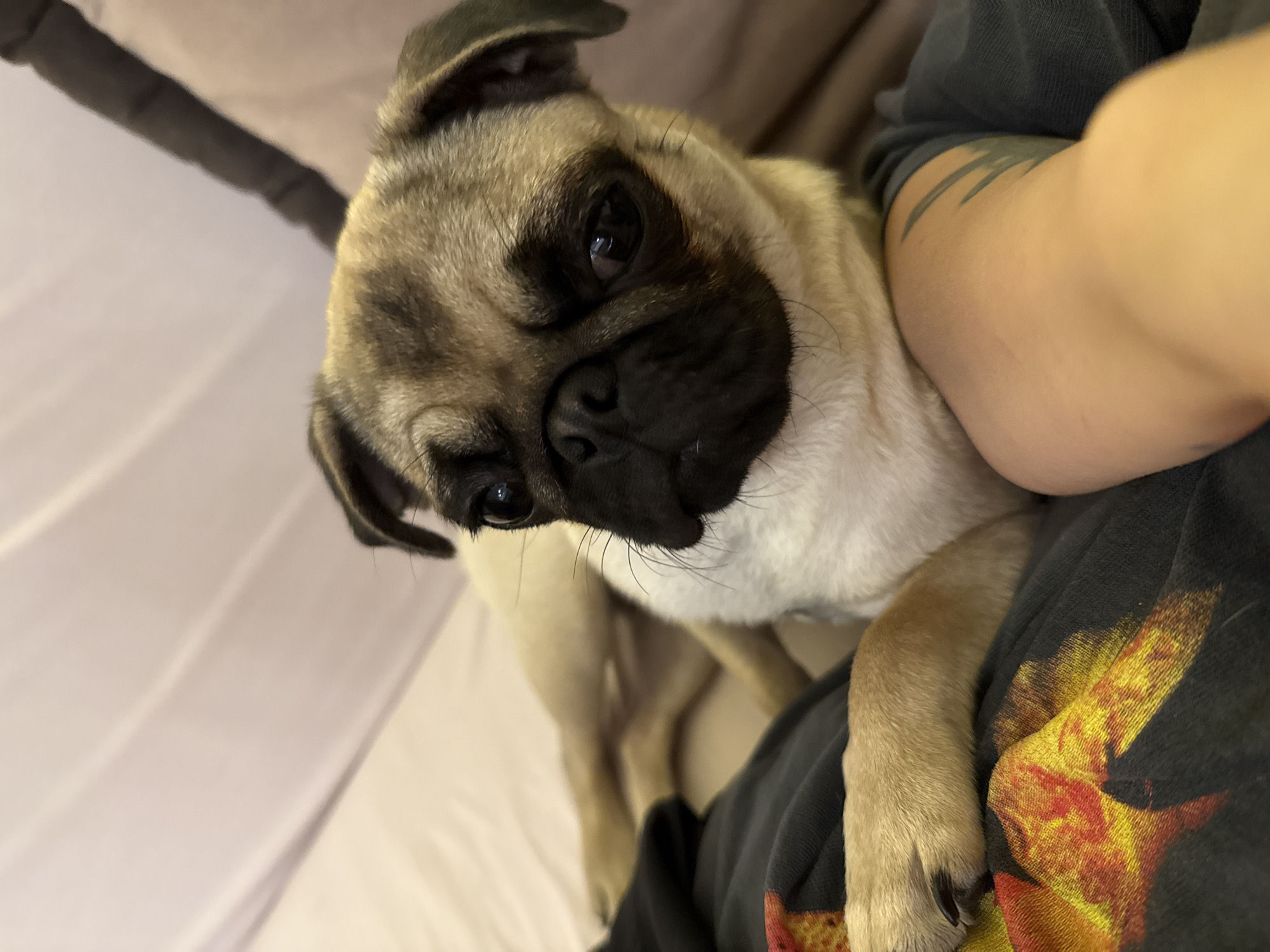 Lazy afternoon with a sleepy pug and city cranes at dusk