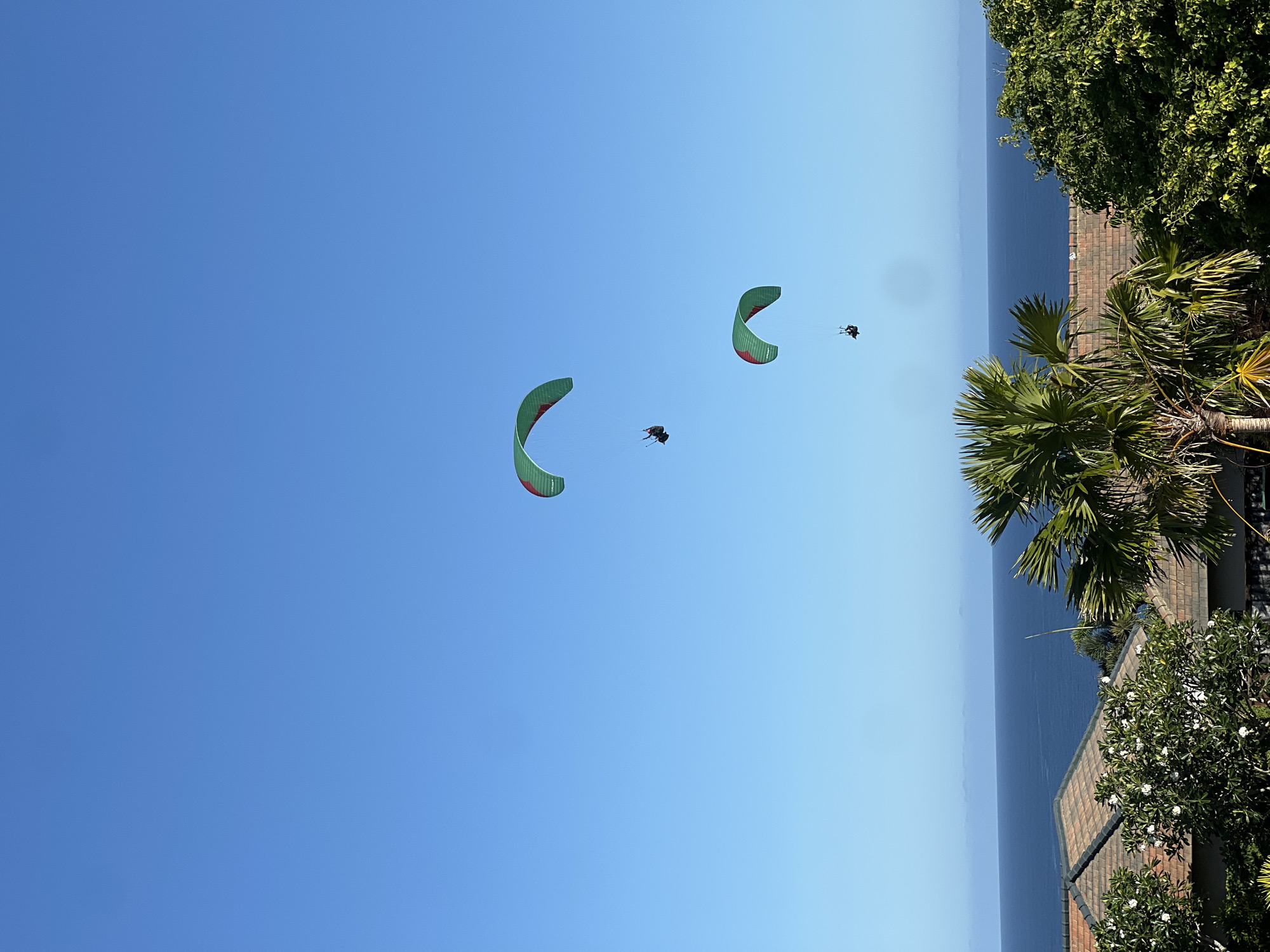 Paragliders soar over coastal trees under clear skies