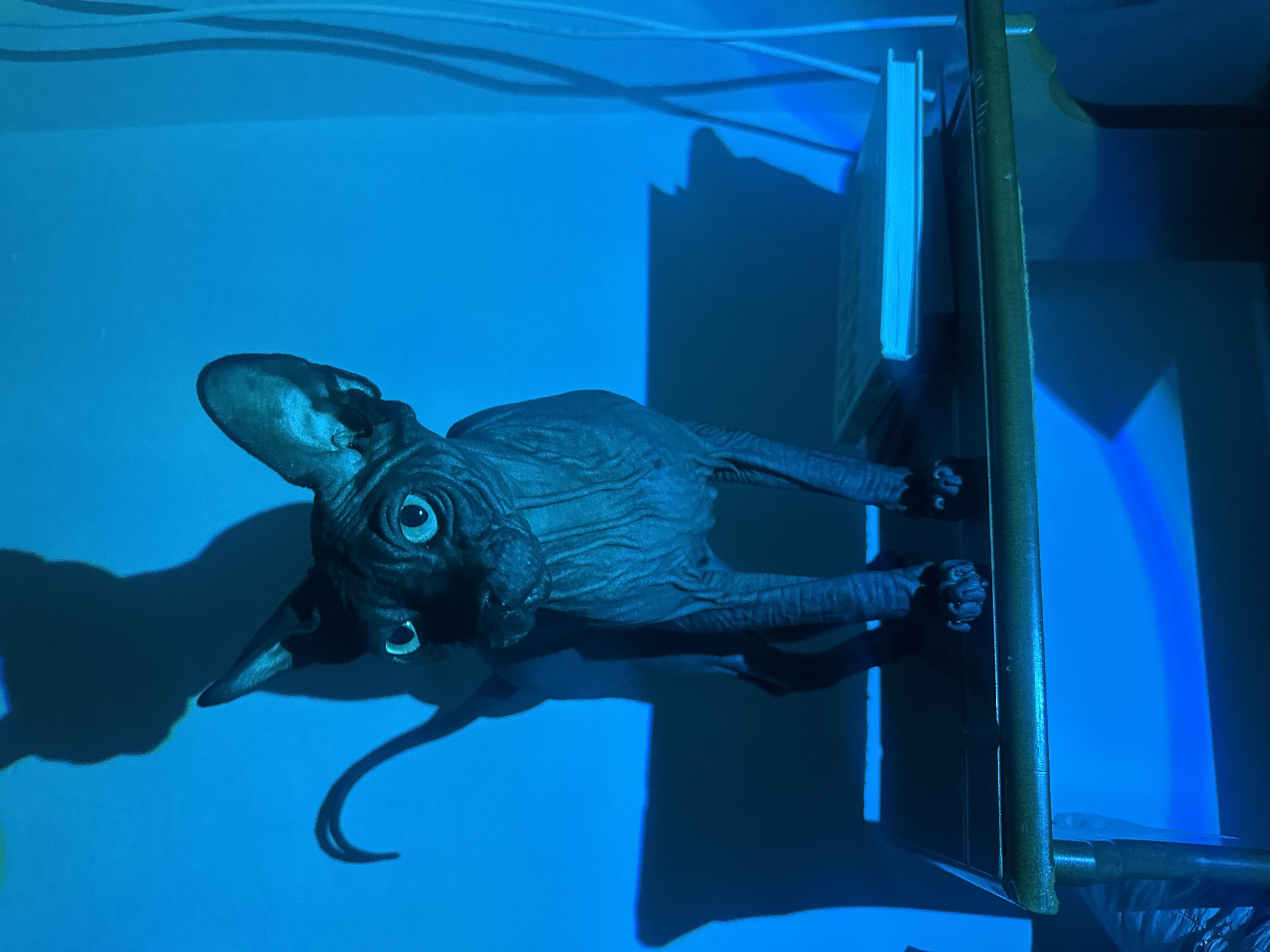Sphynx cat explores indoor space under colored lighting in Budva