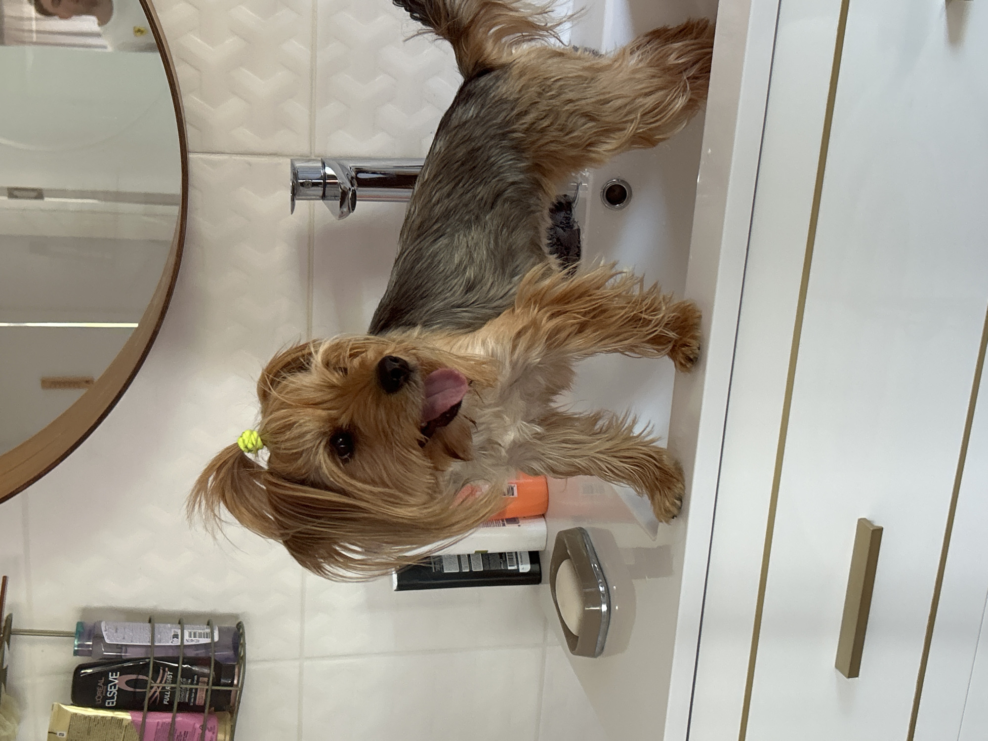 Small dog photographed in bathroom sink in Sofia