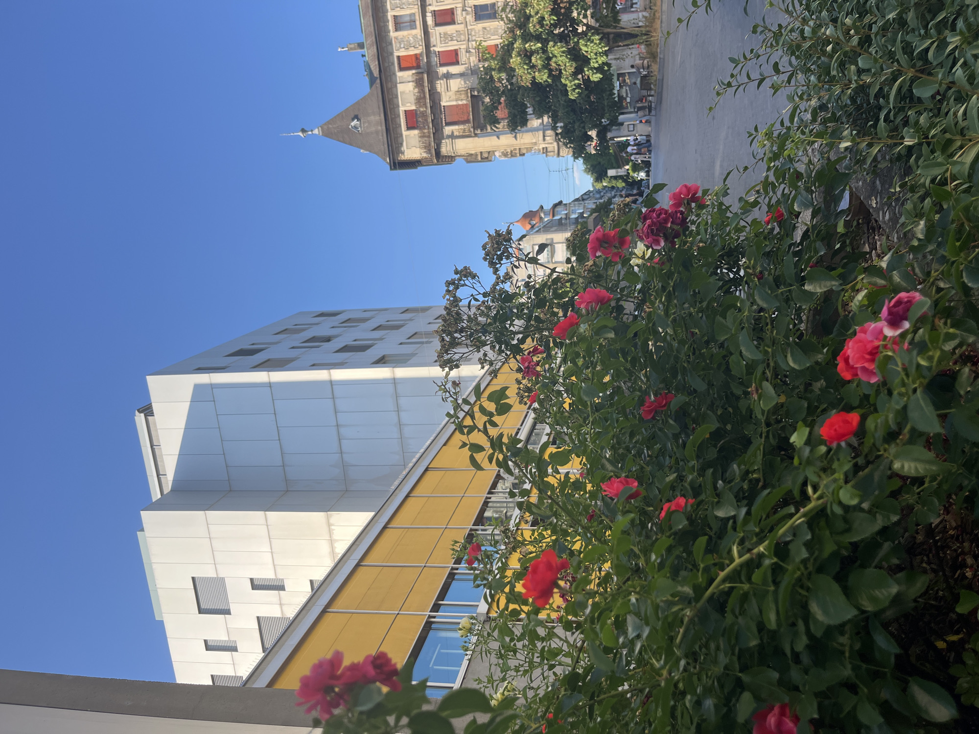 Geneva street scene: rose bush, mansard rooftop, sunny afternoon