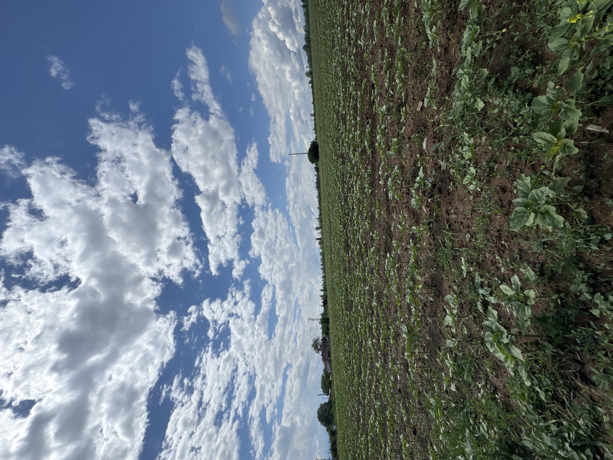 Rural Bulgarian countryside scenes captured during sunny afternoon