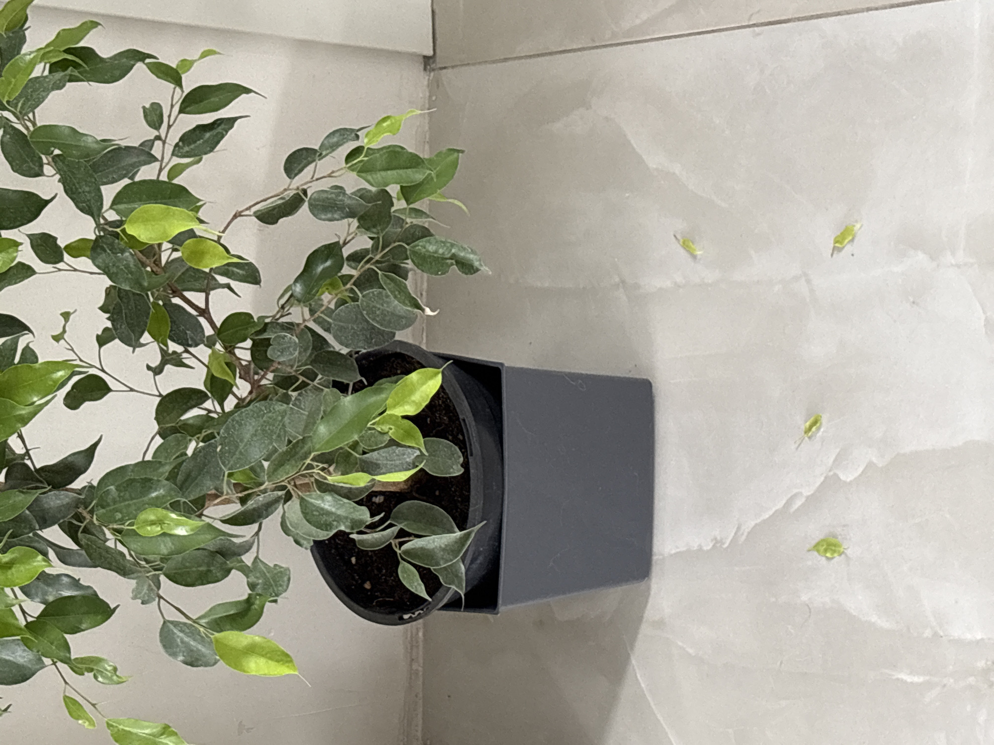 Potted plant with scattered leaves observed on tiled surface