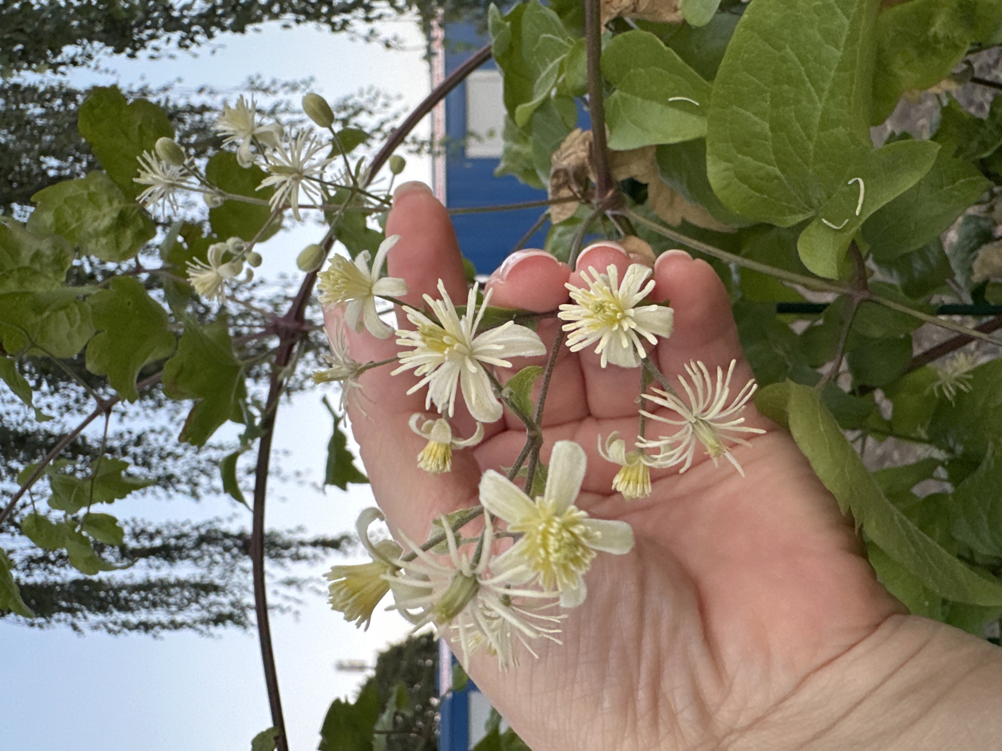 Evening stroll through Krefeld yields close-up botanical survey