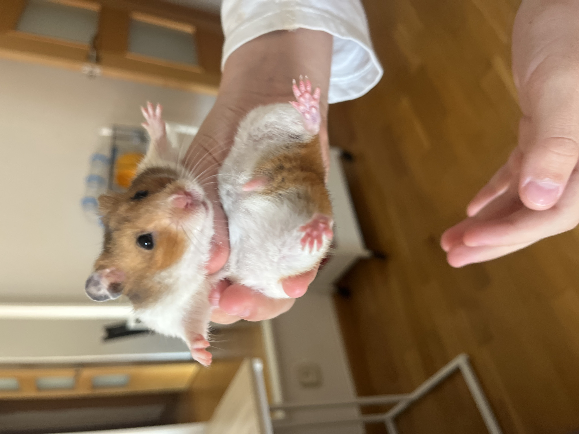 Barcelona resident tends to pet hamster during morning routine
