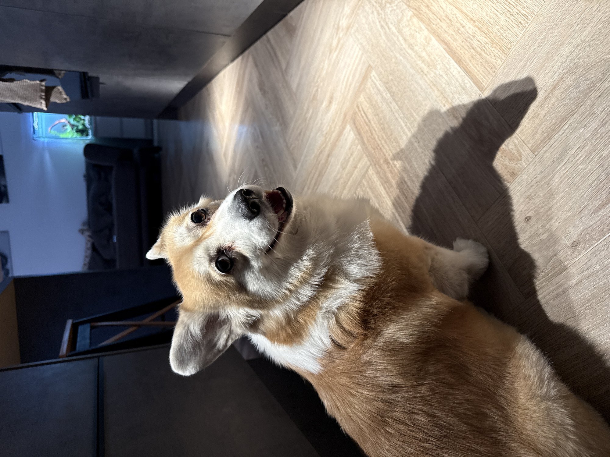 Krasnoyarsk resident documents corgi, aquariums in domestic setting
