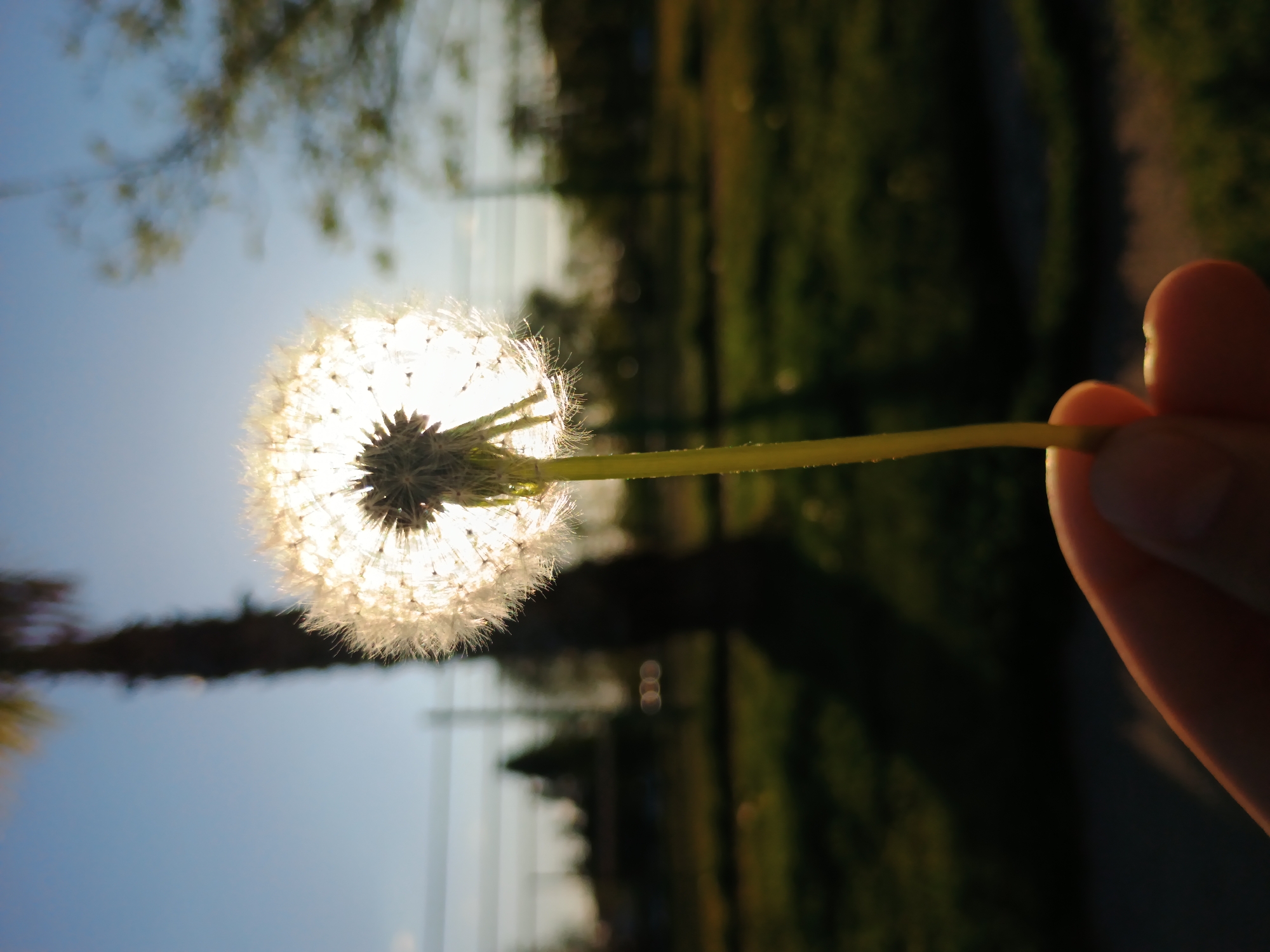 Person photographs backlit dandelion seed head in Plovdiv park