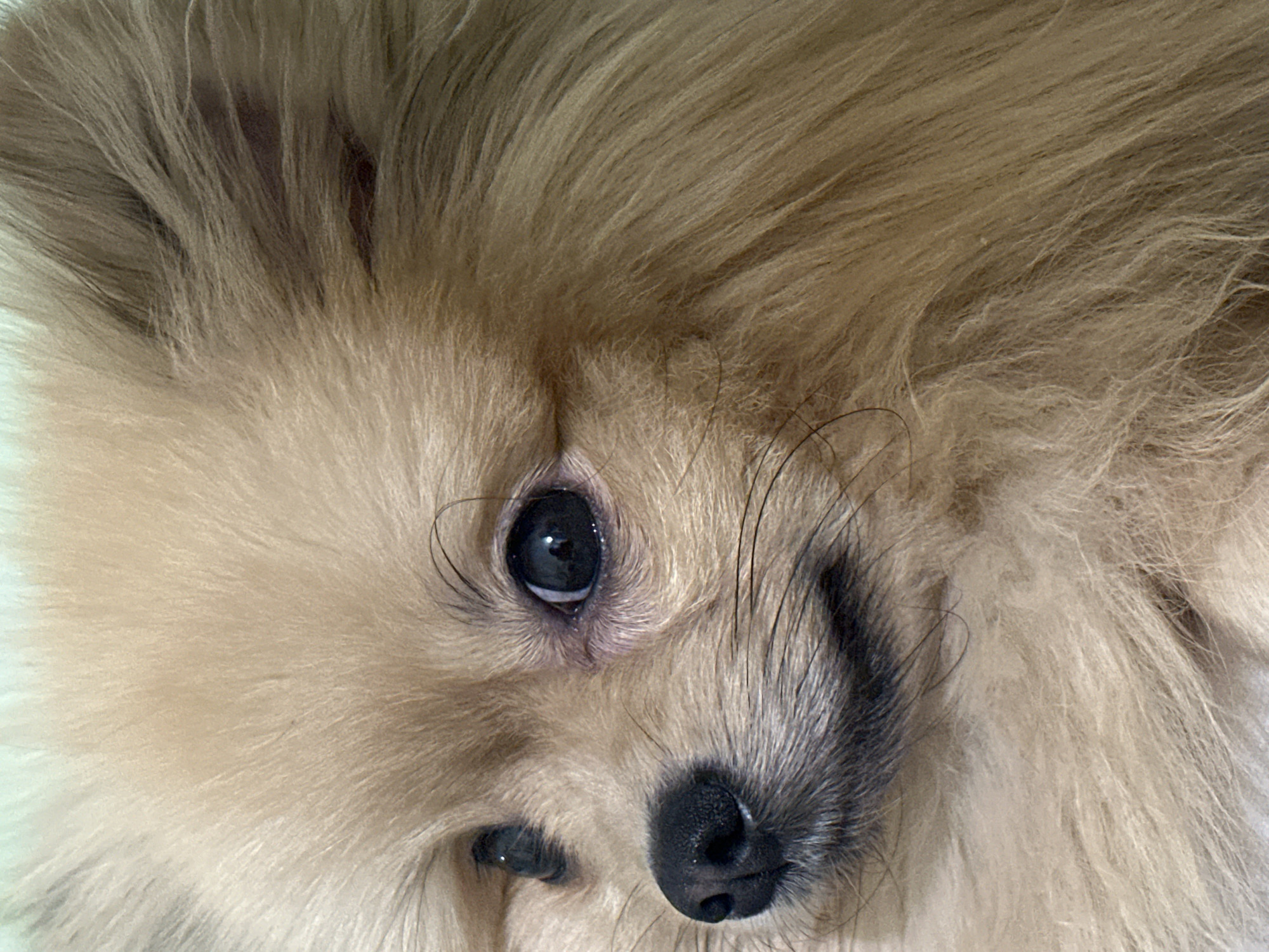 Pomeranian dog photographed sleeping and resting in Votkinsk, Russia