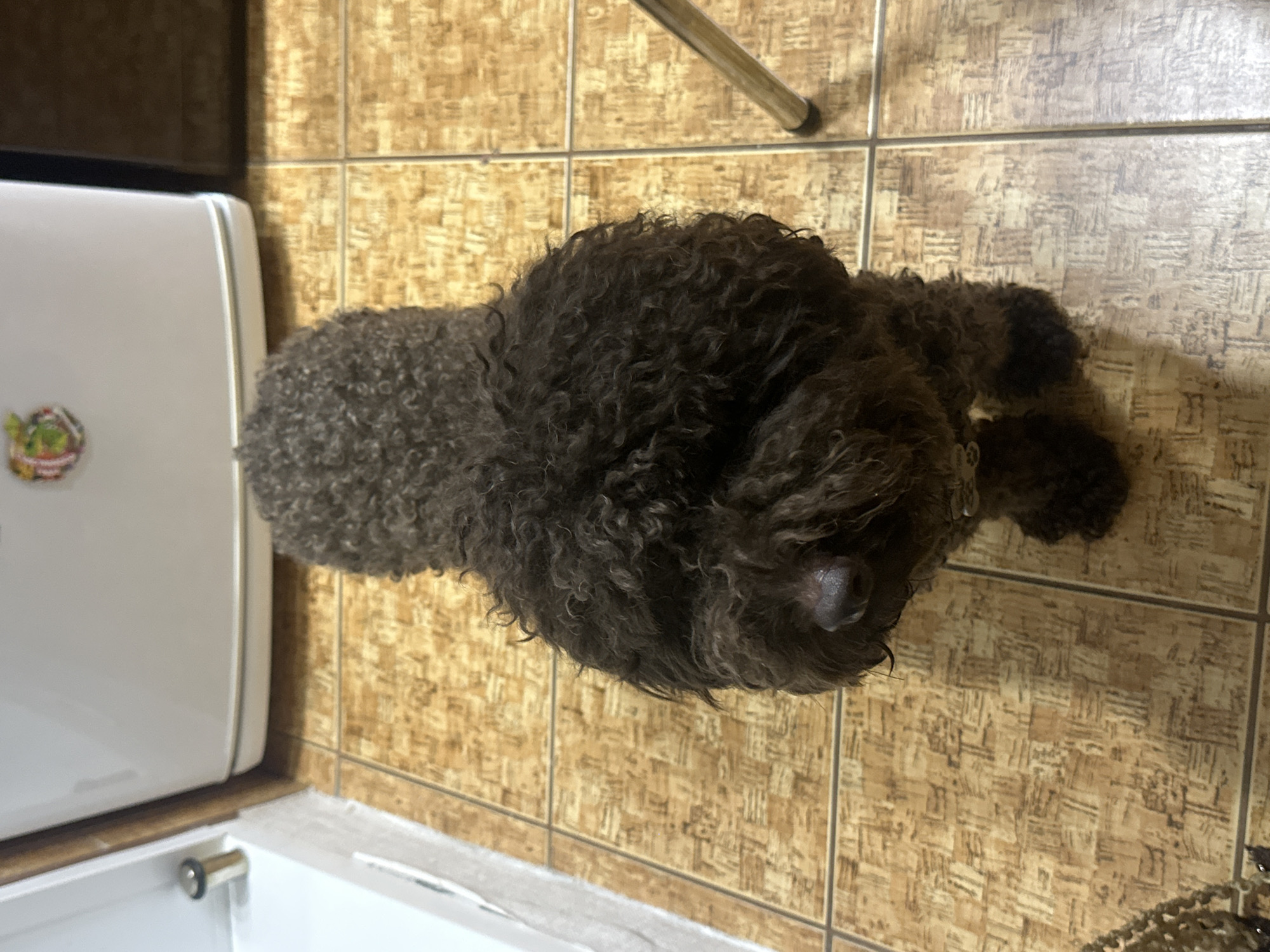 Curly-haired poodle photographed indoors in Sayanogorsk