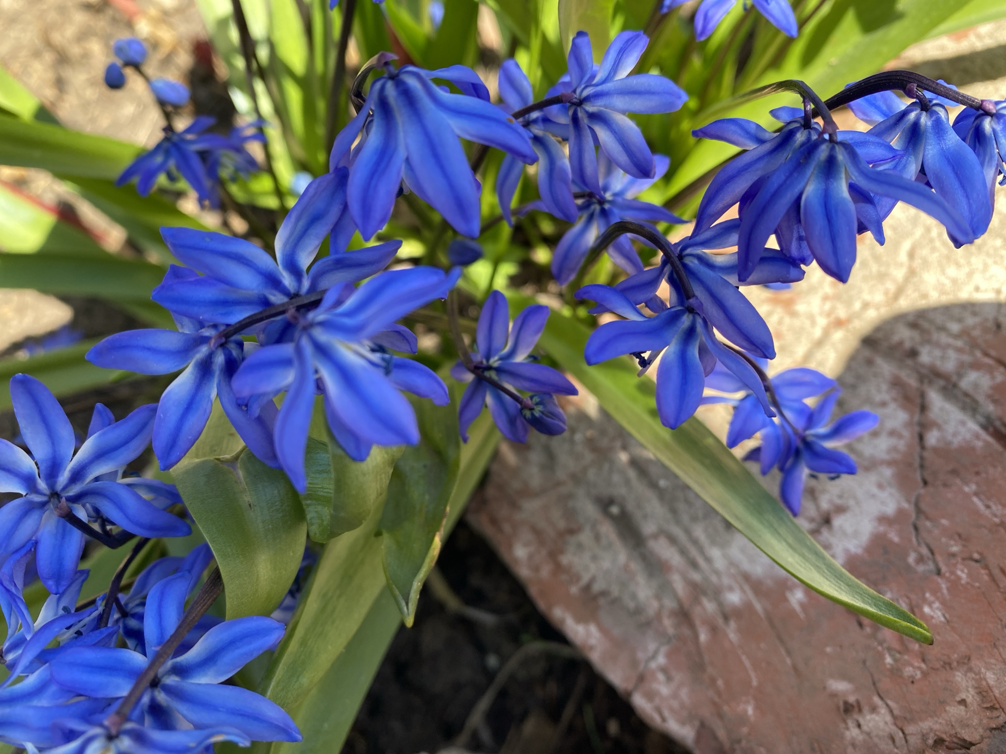 Spring blooms and outdoor activities documented across Russian towns