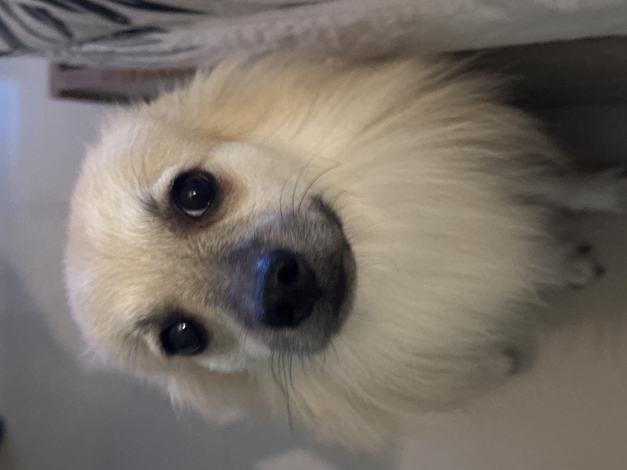 Fluffy Pomeranian-type dog chilling on tiled floor, Ko Samui