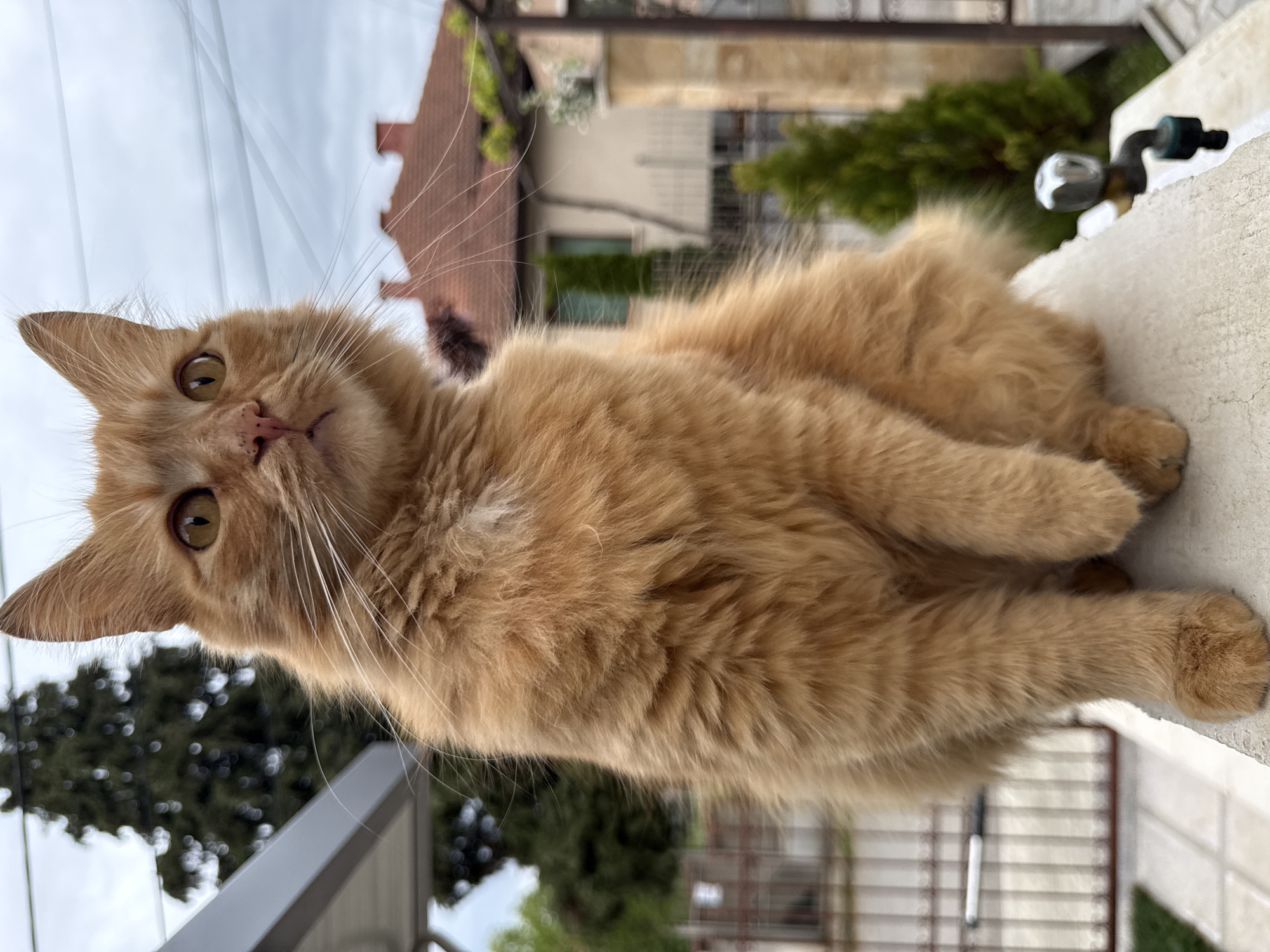 Ginger cat photographed relaxing outdoors in Berkovitsa, Bulgaria