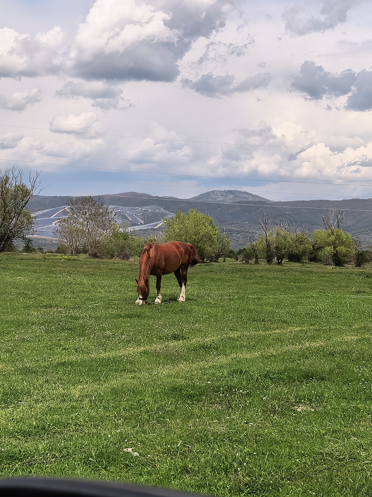 Brown horse grazes peacefully in Bulgarian countryside field
