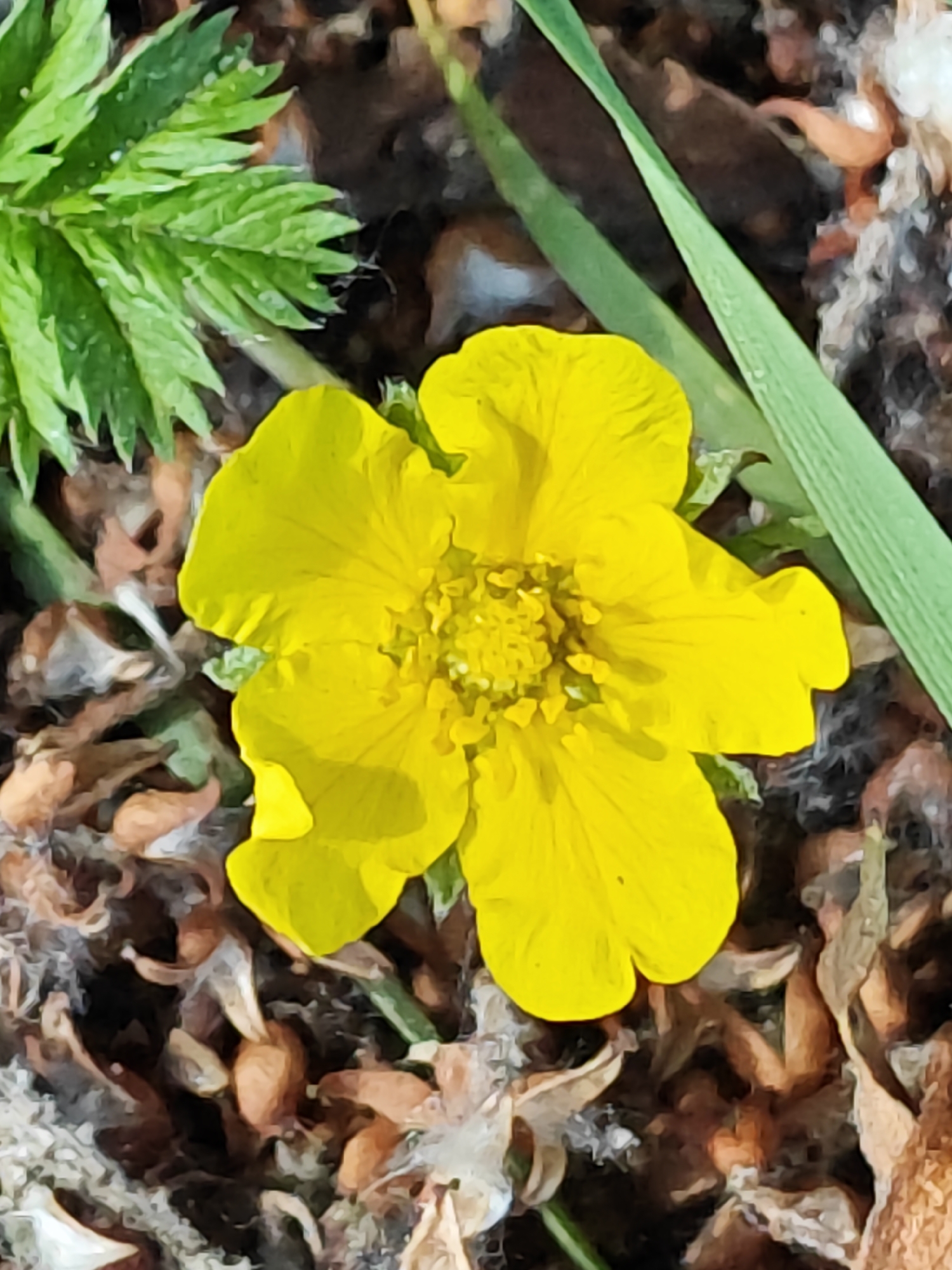 Close-up summer nature walk through wildflowers and insects in Pavlovsky Posad