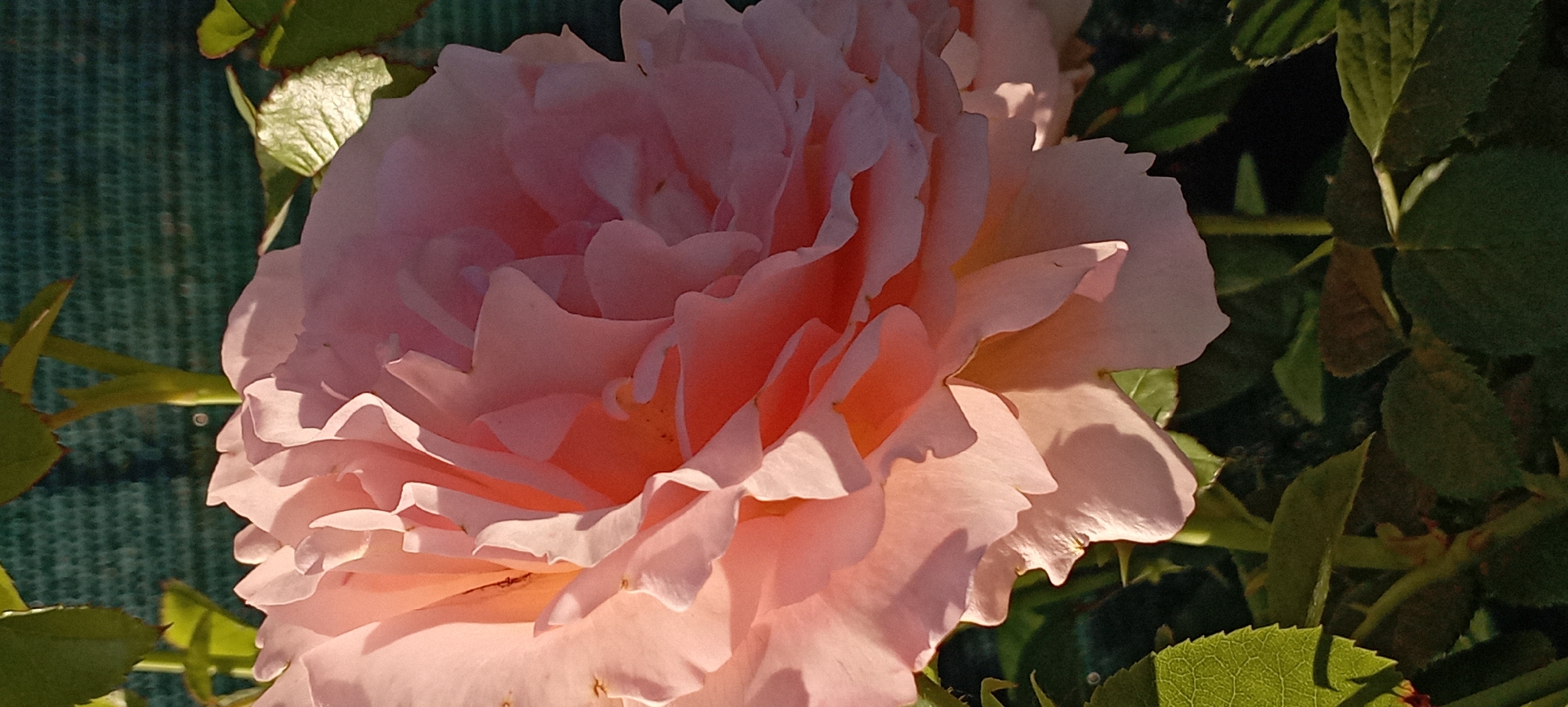 Rose garden in Radisne blooms in early summer light