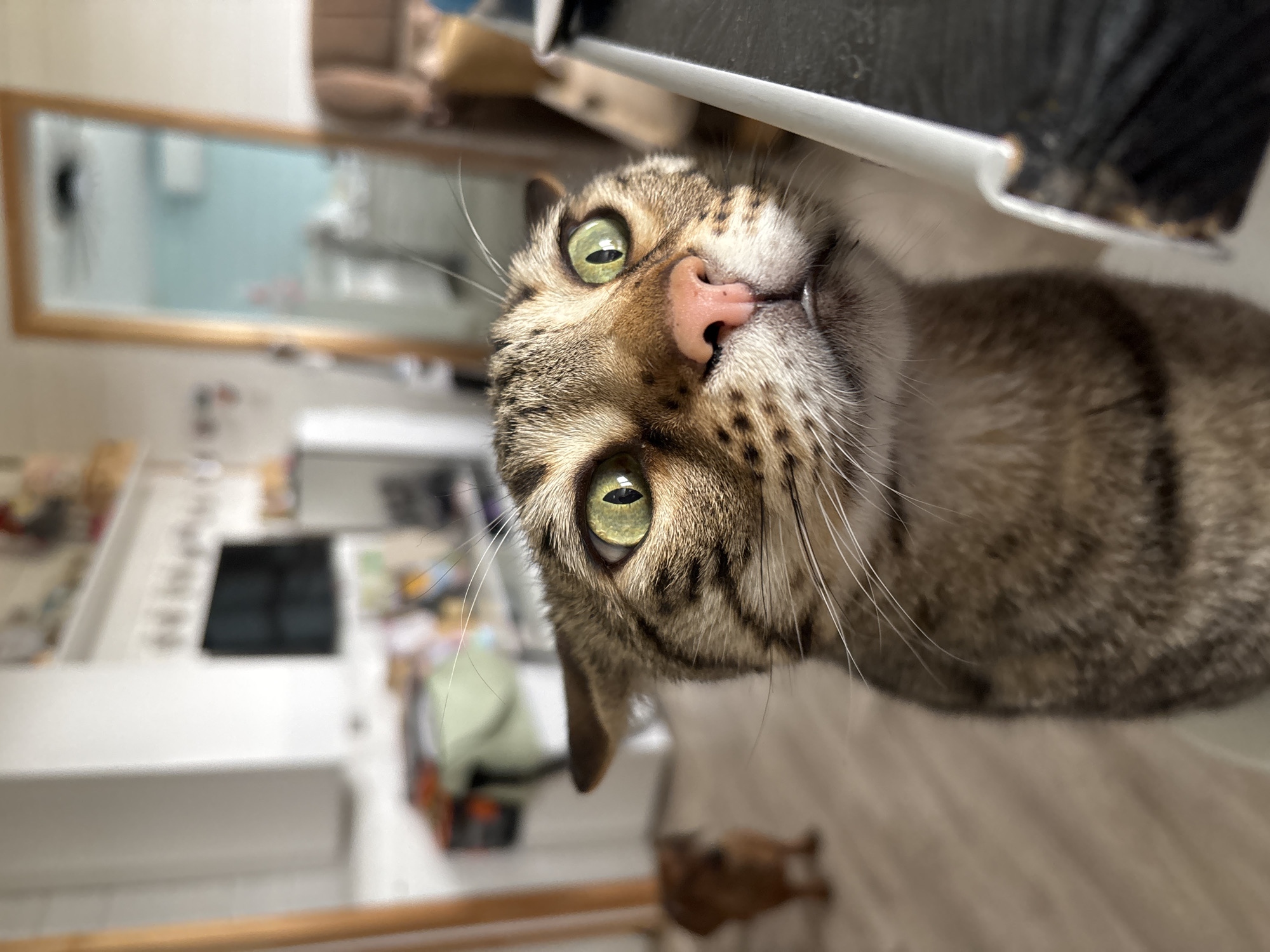Pet photos captured during quiet morning in Russian village