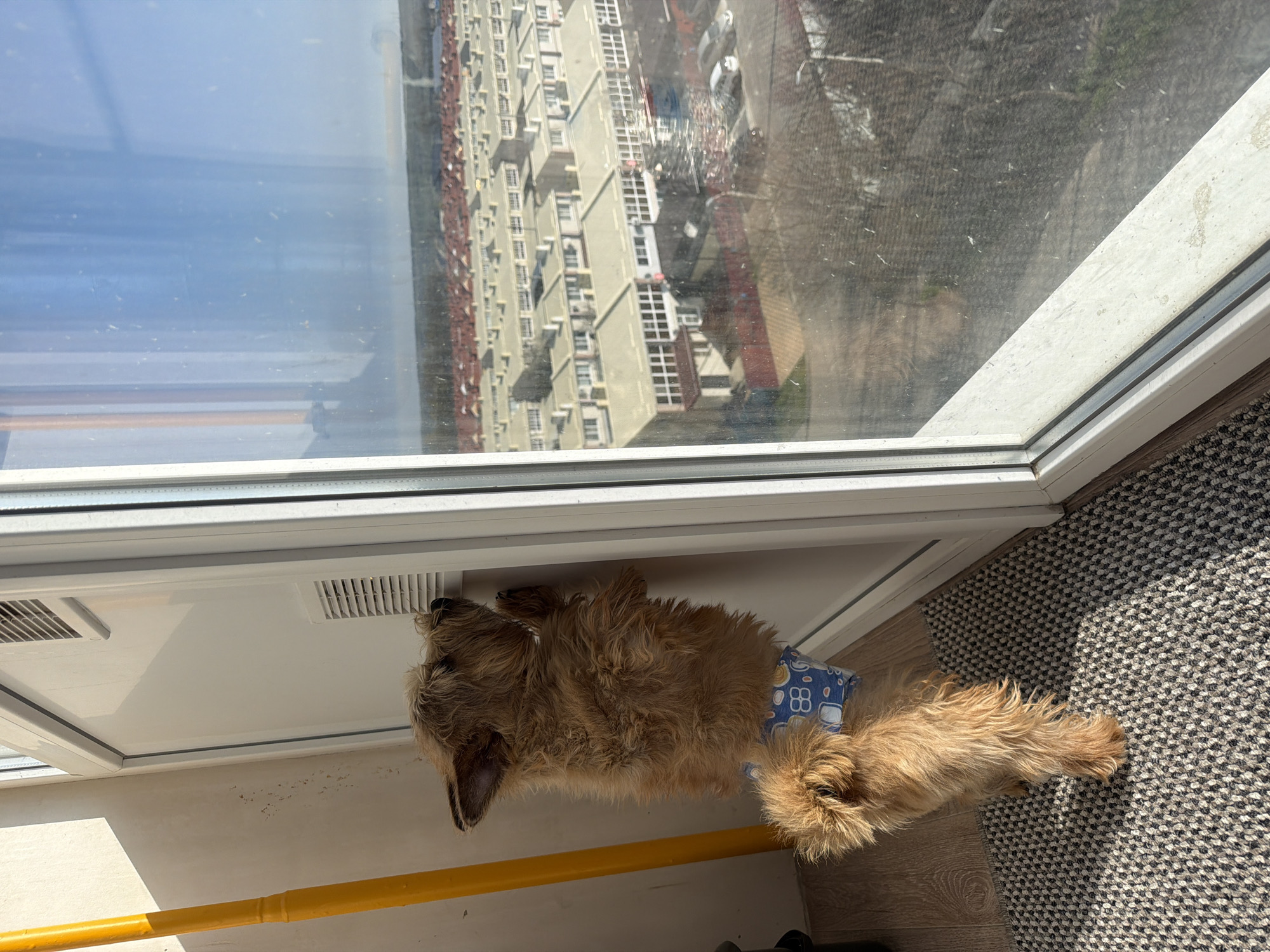 Dog in diaper rests in sunlit room