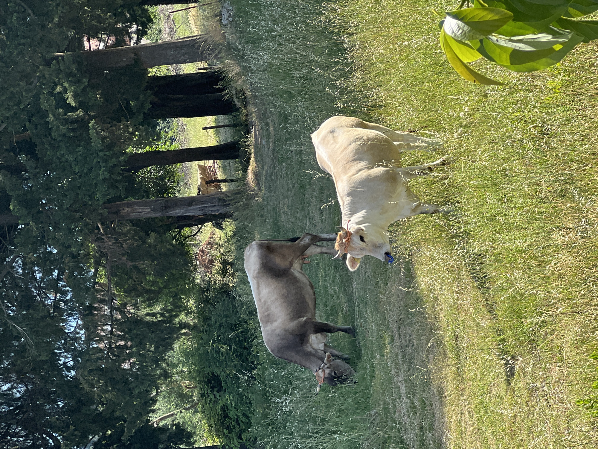 Rural scenes and decorative objects captured in Baošići, Montenegro