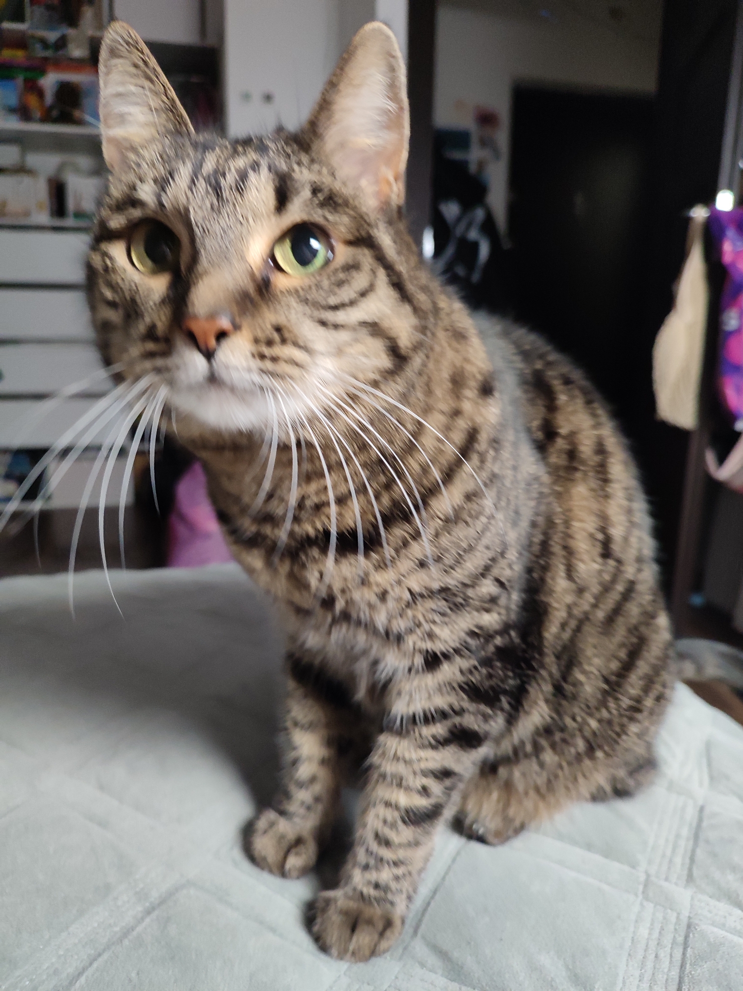 Tabby cat chills on a quilted surface in Murino