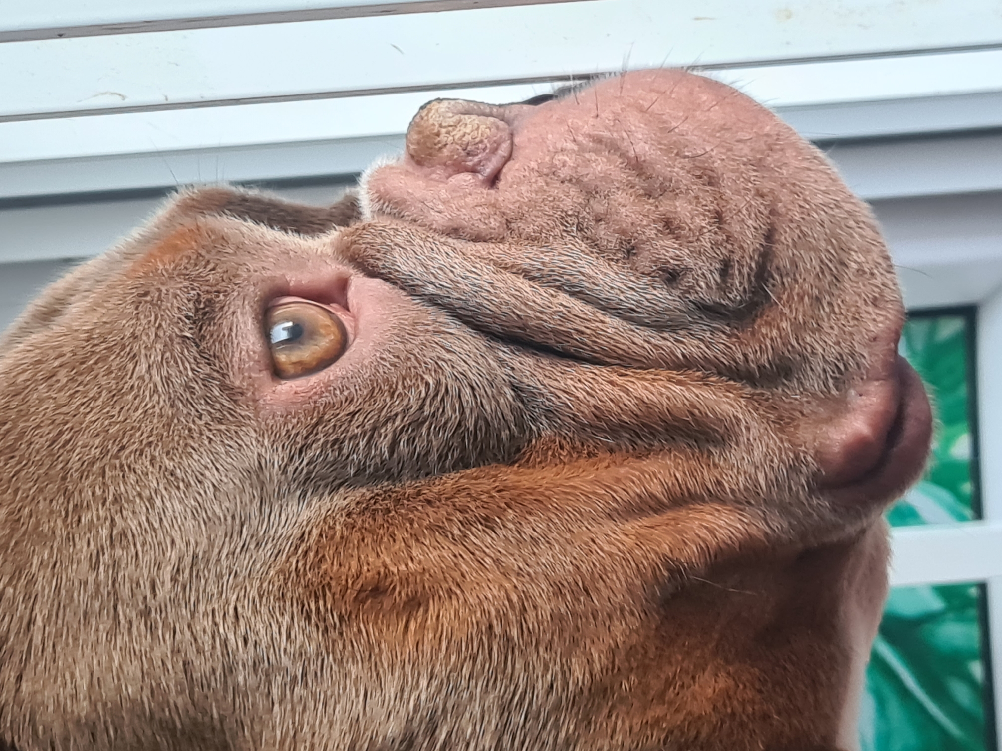 Wrinkly shar-pei type dog, multiple close-up angles