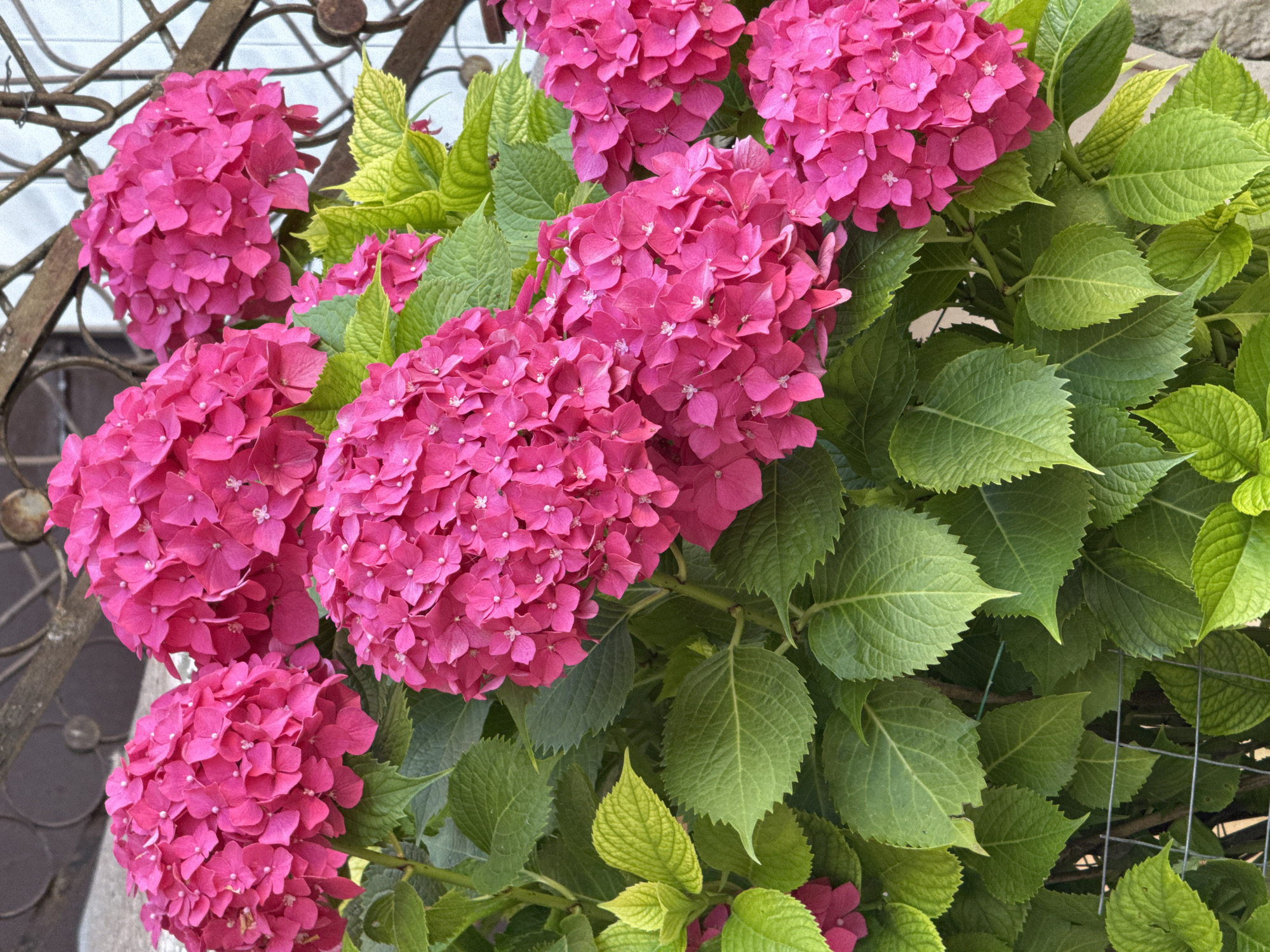 Close-up garden and plant photography in Sokhumi, Abkhazia