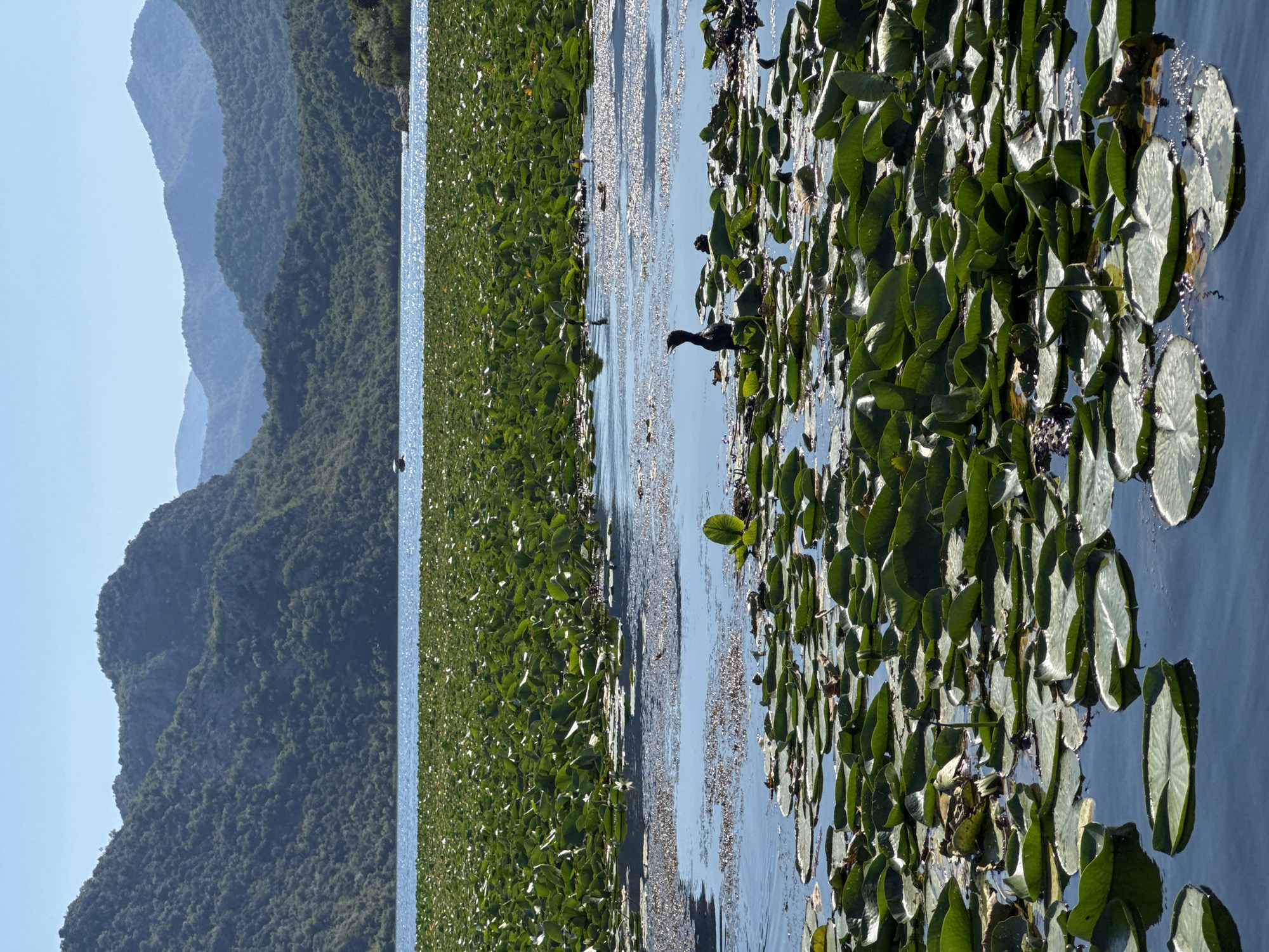 Lake Skadar lily pads and birds observed near Dodoši