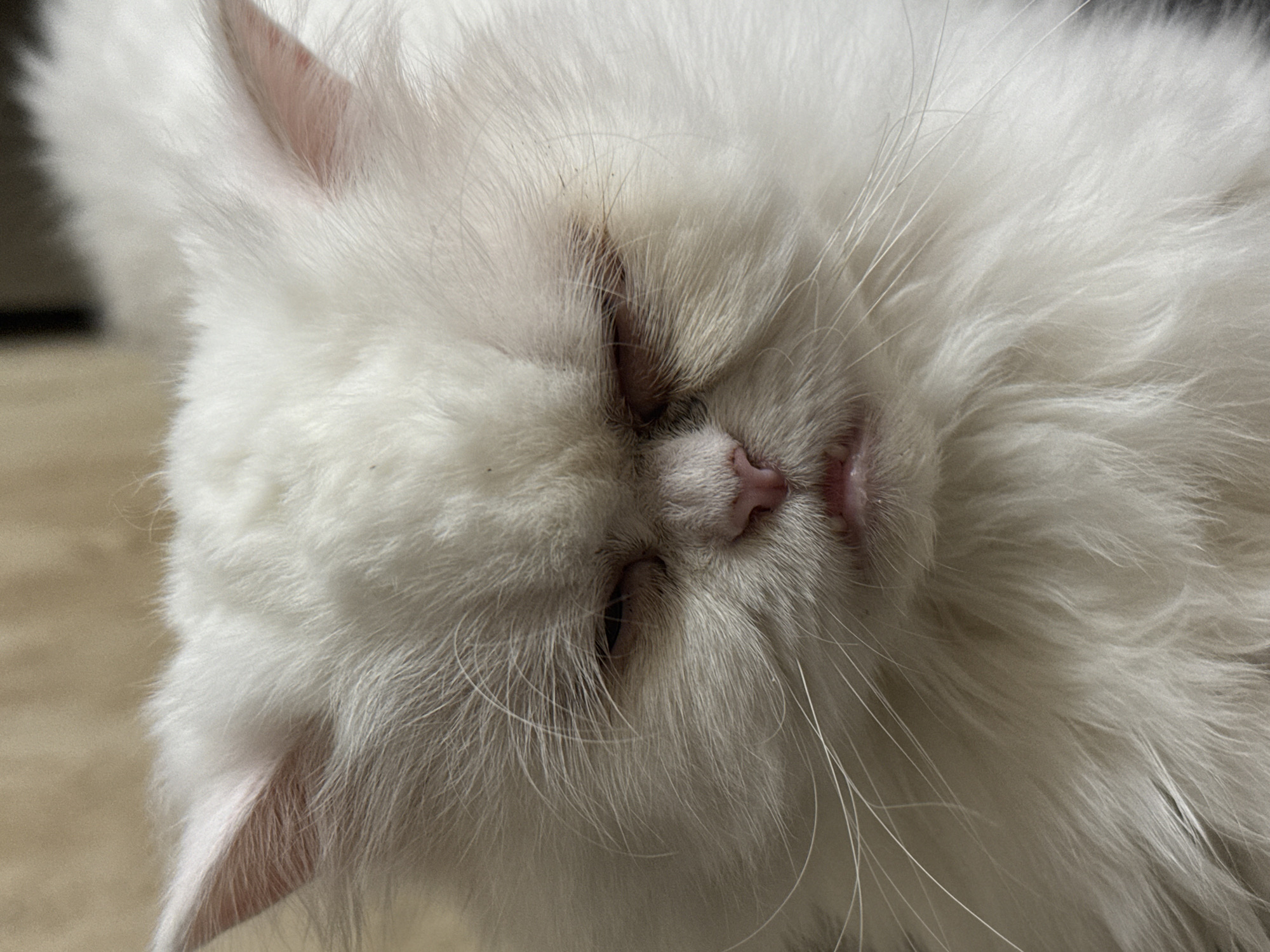 Persian Cat's Afternoon Nap Session Captured in Burgas
