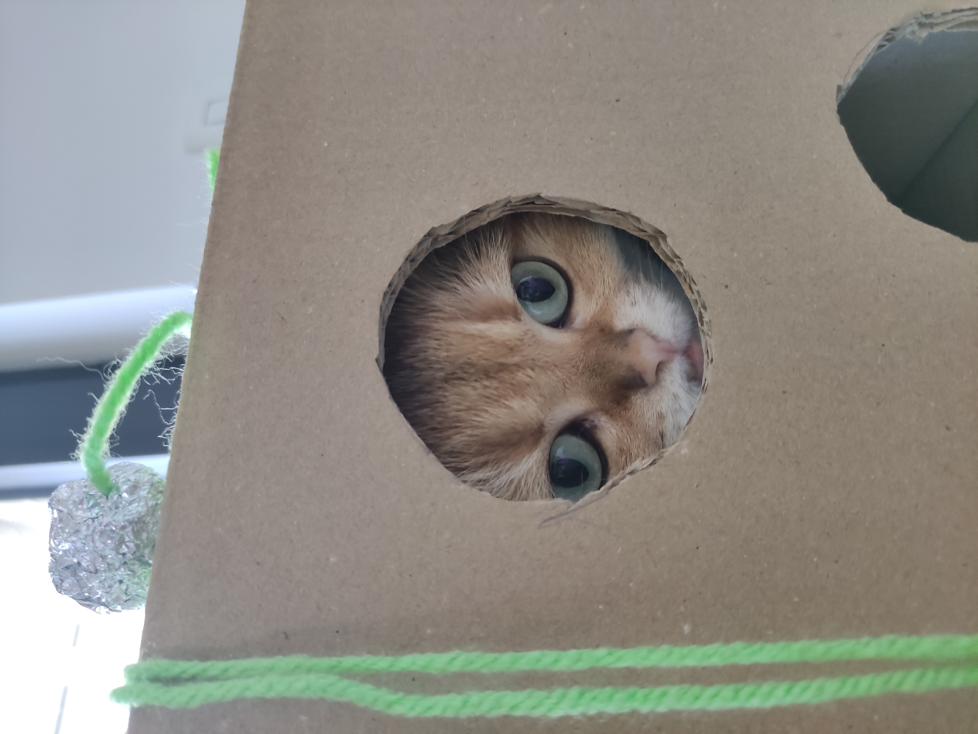 Orange tabby cat spotted peering through cardboard hole