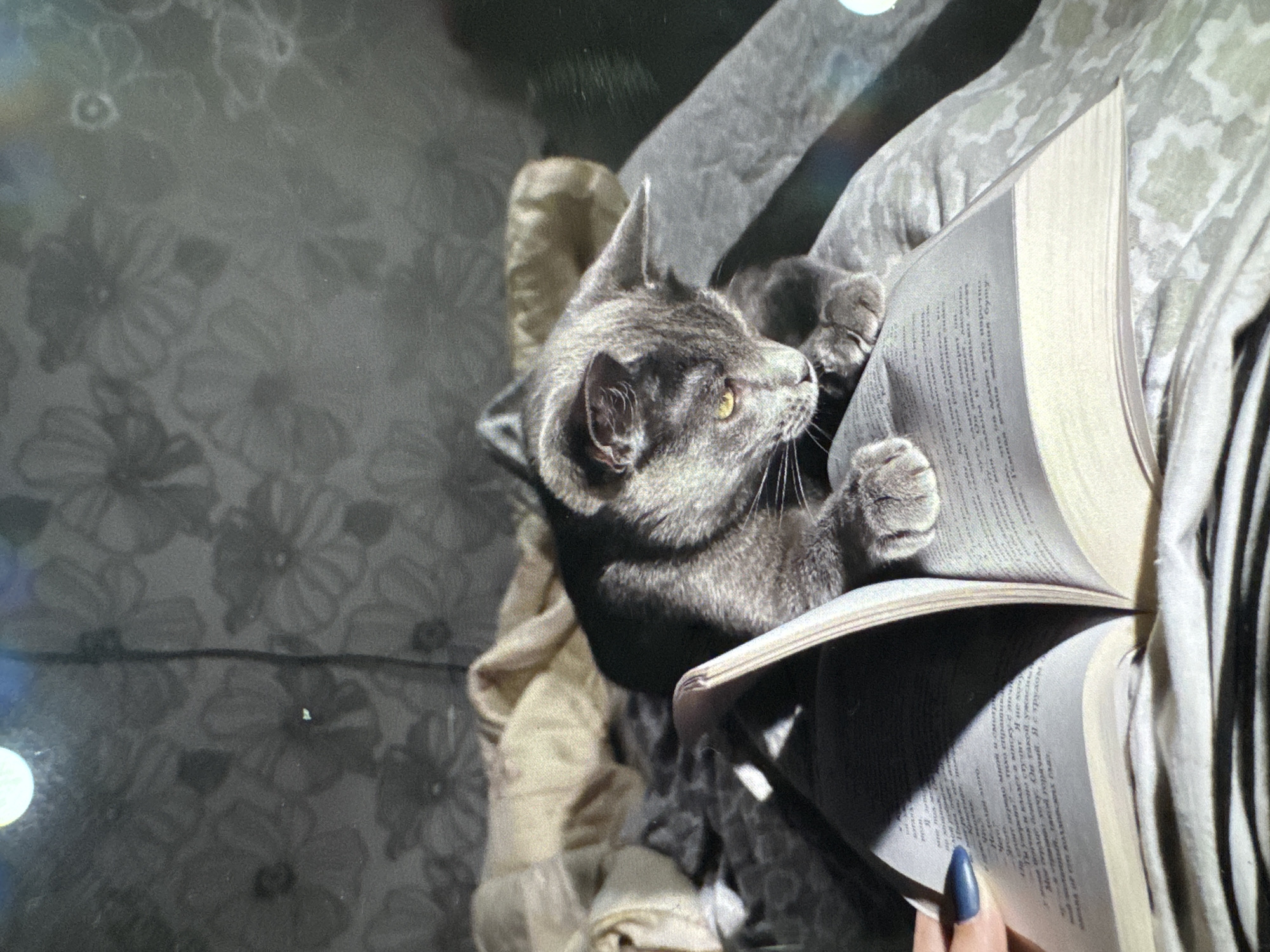 Cat extends claws on sofa in Russian village