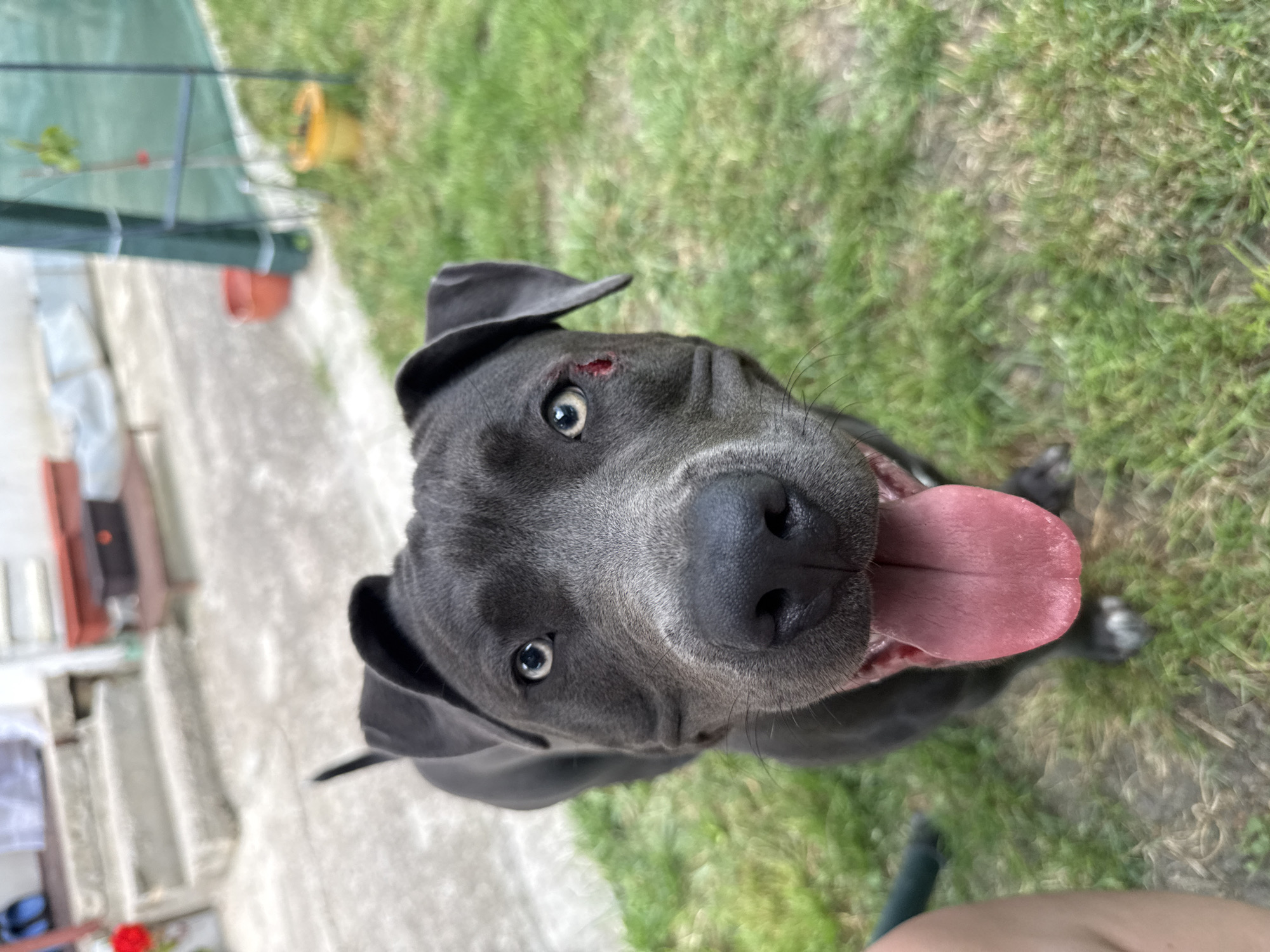 Blue-eyed gray dog on grass in Zornitsa, Bulgaria