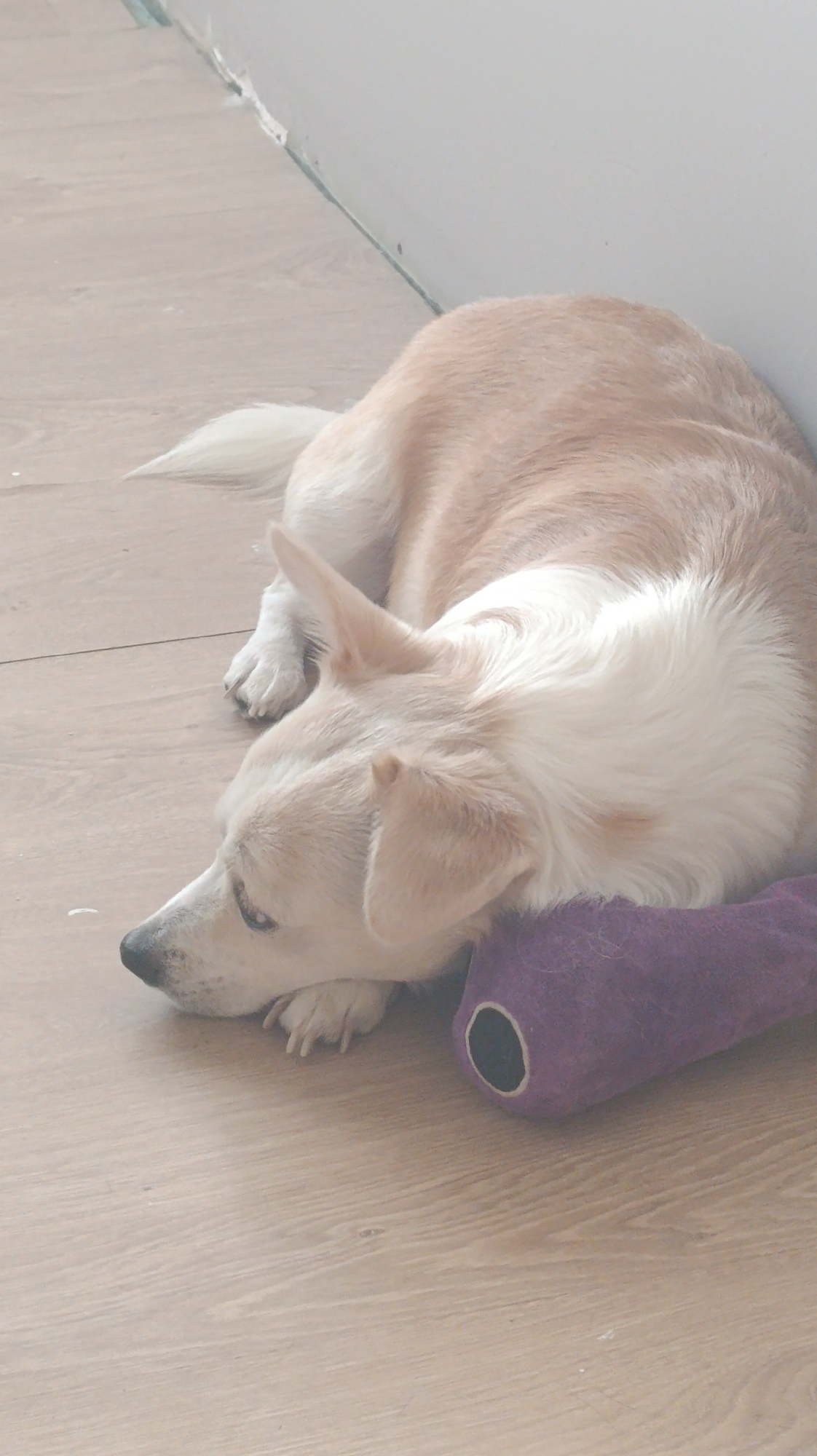 Dog resting on wooden floor with purple stuffed toy