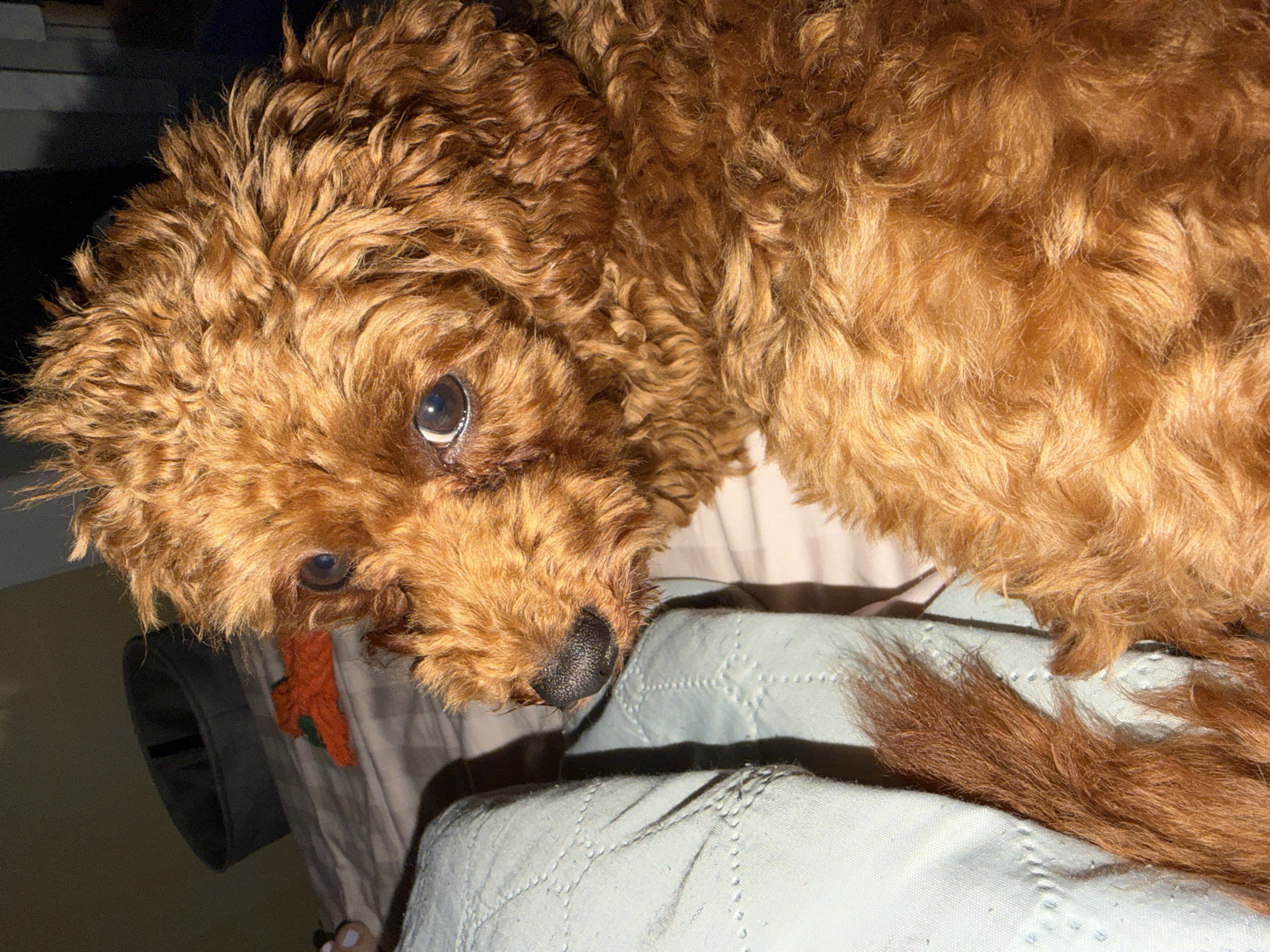 Brown poodle at home in Sofia, playing and resting