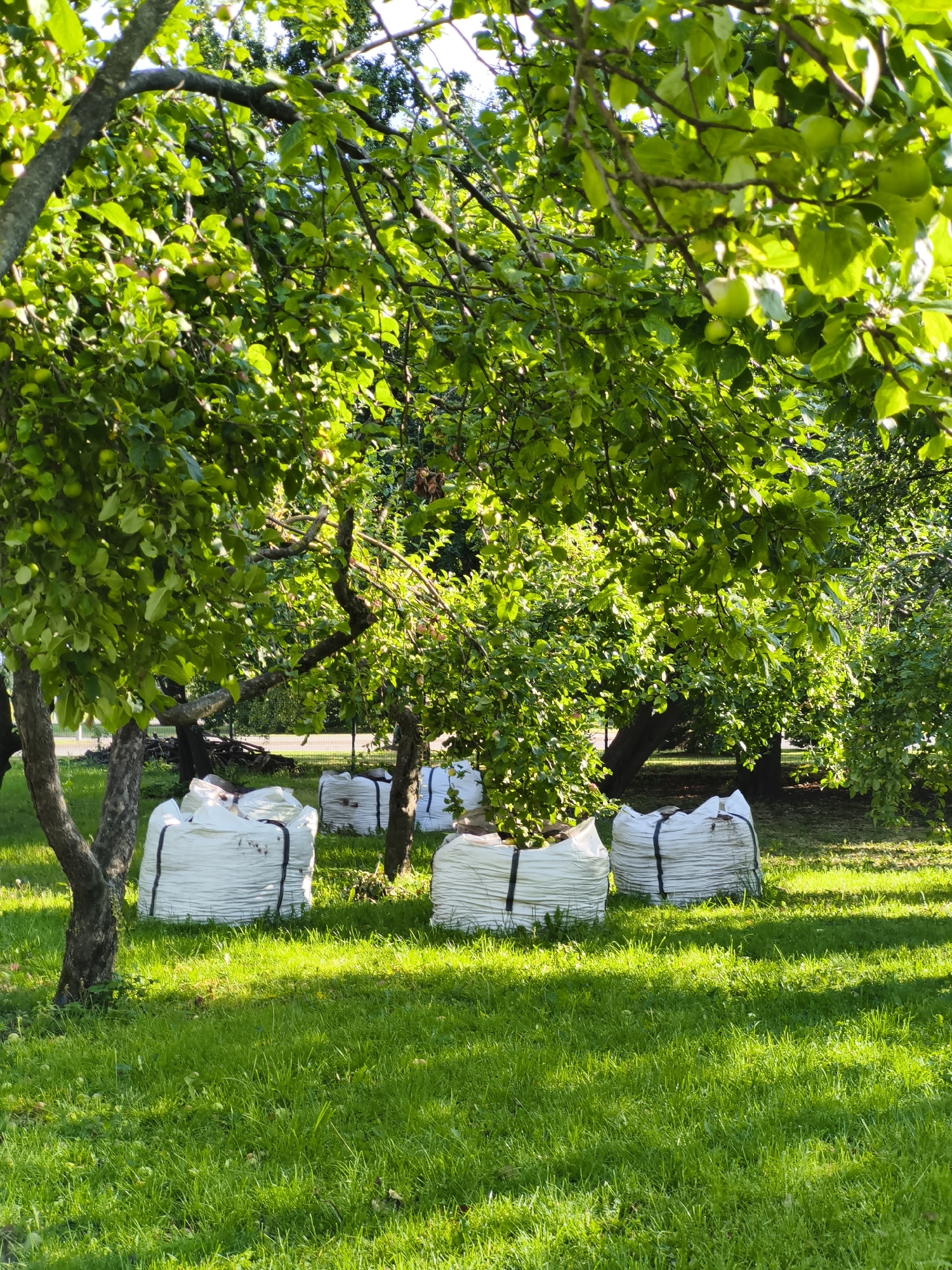 Apple harvest underway at a Tallinn orchard
