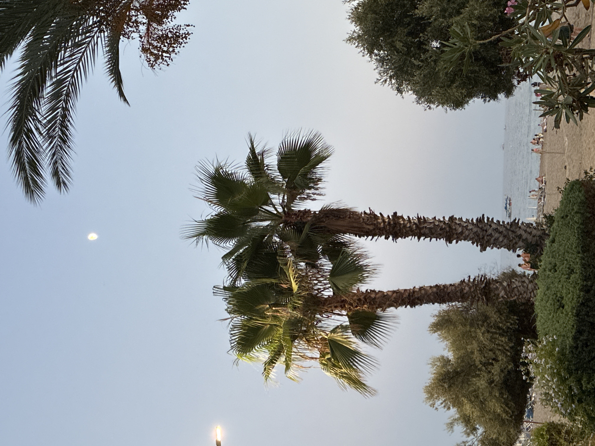 Alanya beachfront at golden hour, cats and all