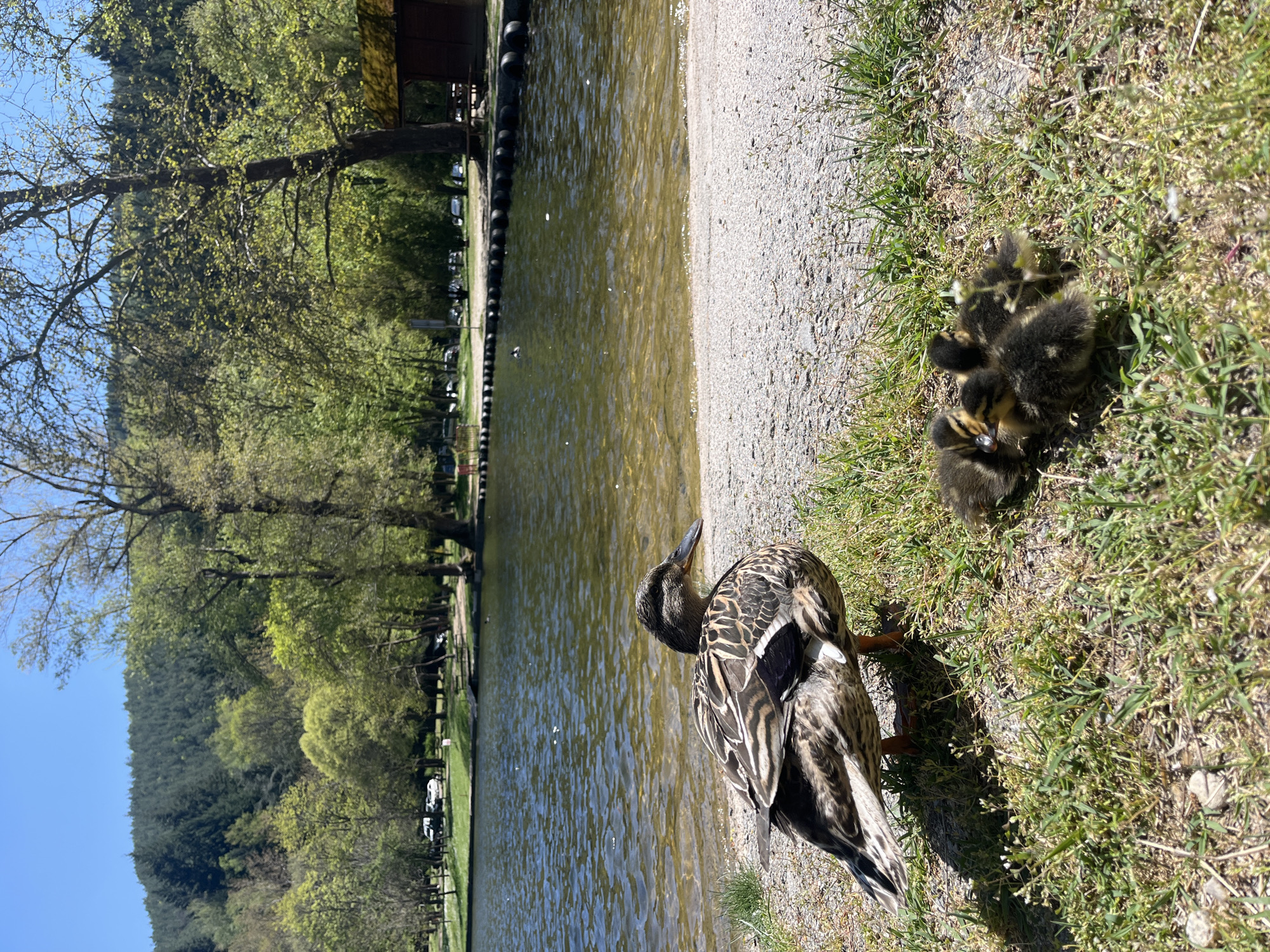 Mother Duck and Ducklings Spotted in Blagoevgrad Spring Morning