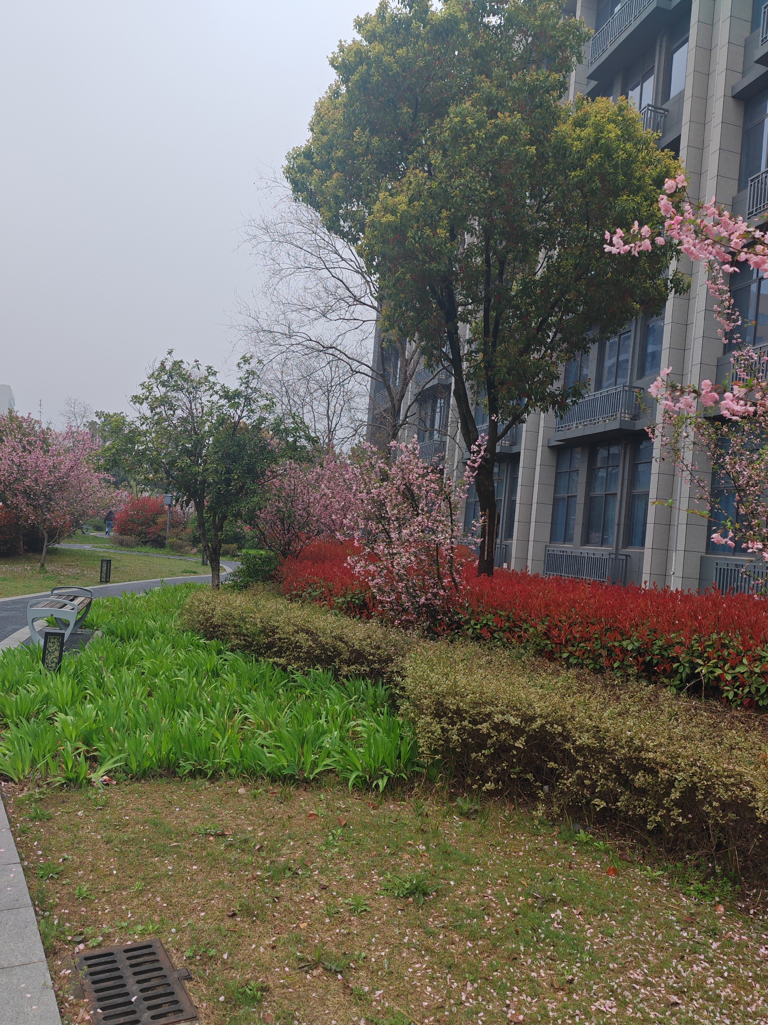 Spring cherry blossoms and daily life captured in Jiangning District