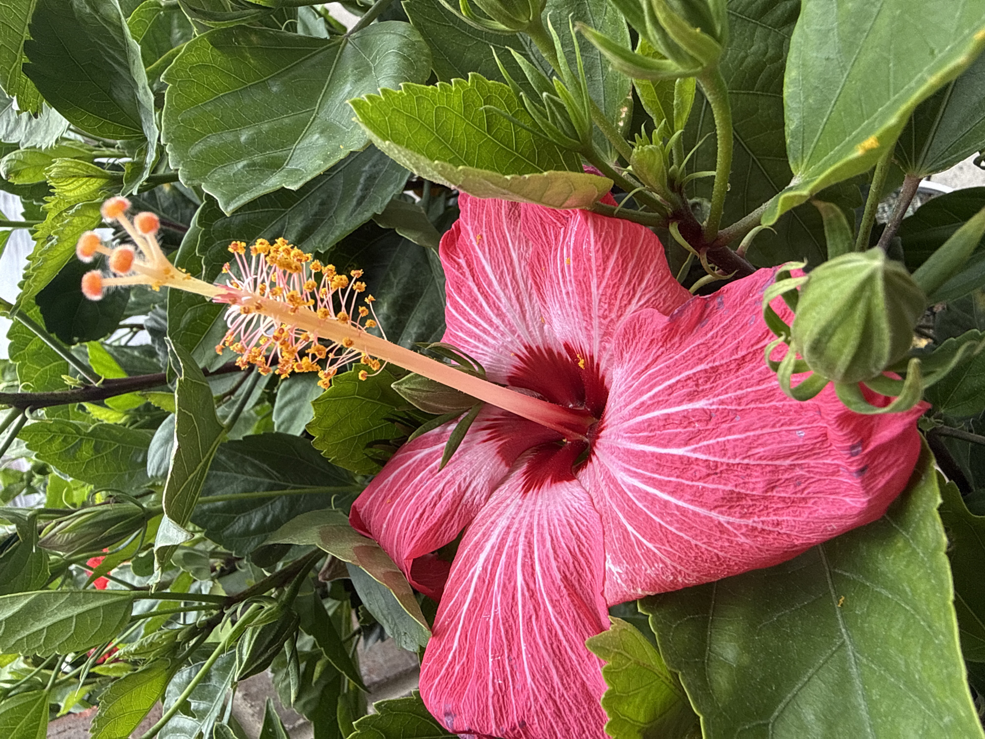 Pink hibiscus flower photographed in bloom in Columbus