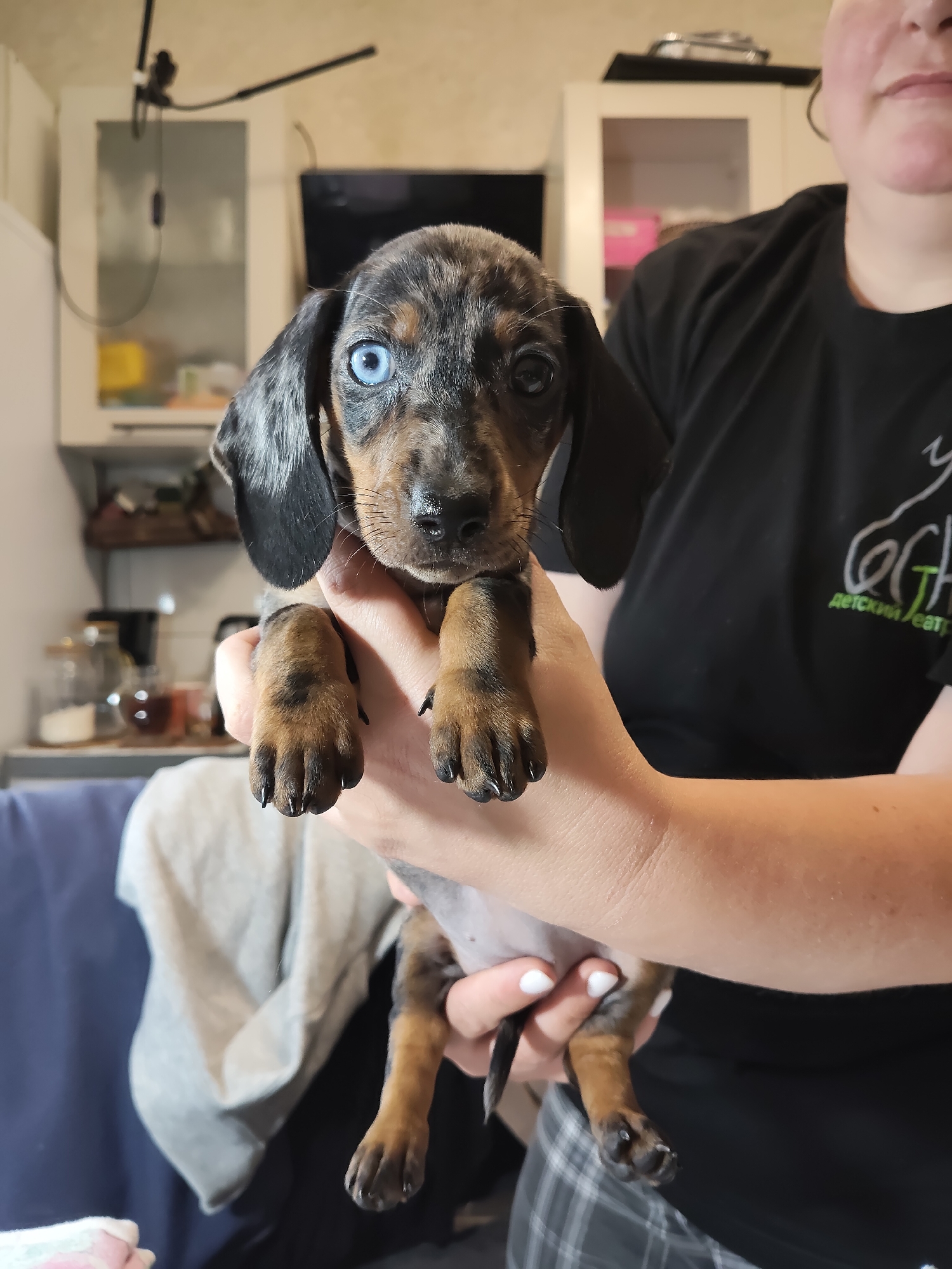 Blue-eyed merle dachshund puppy held close in Chekhov